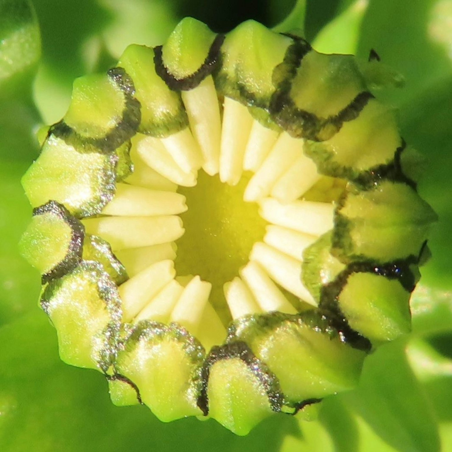 Gros plan sur le centre d'une fleur de plante verte avec des parties blanches distinctives