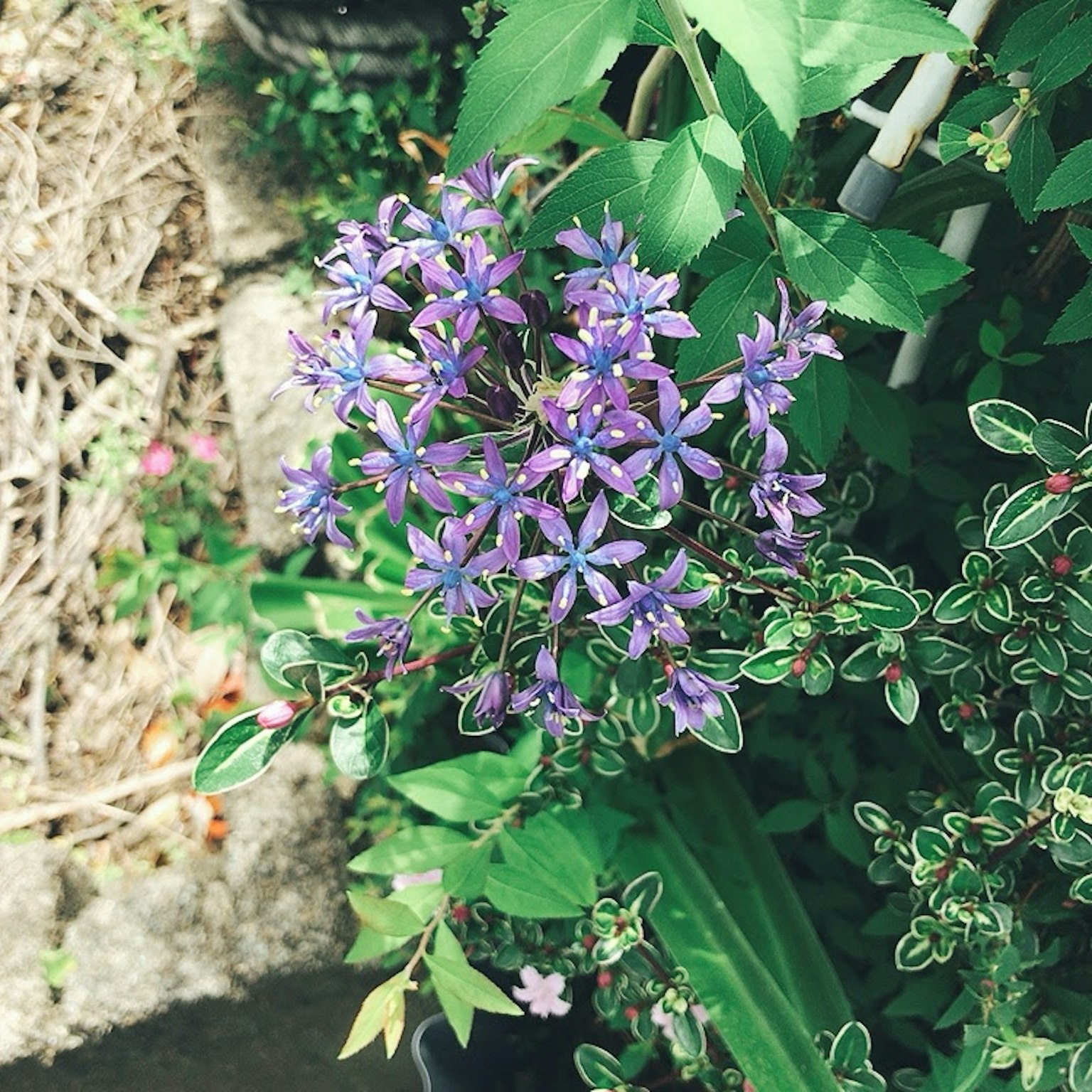 Cluster of vibrant purple flowers among green foliage