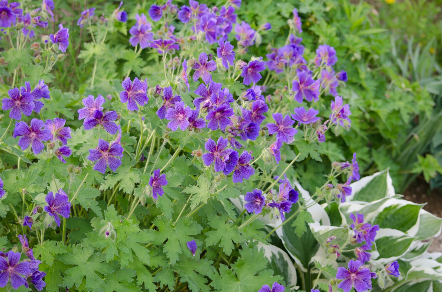 Cluster von lila Blumen blühen mit grünem Laub