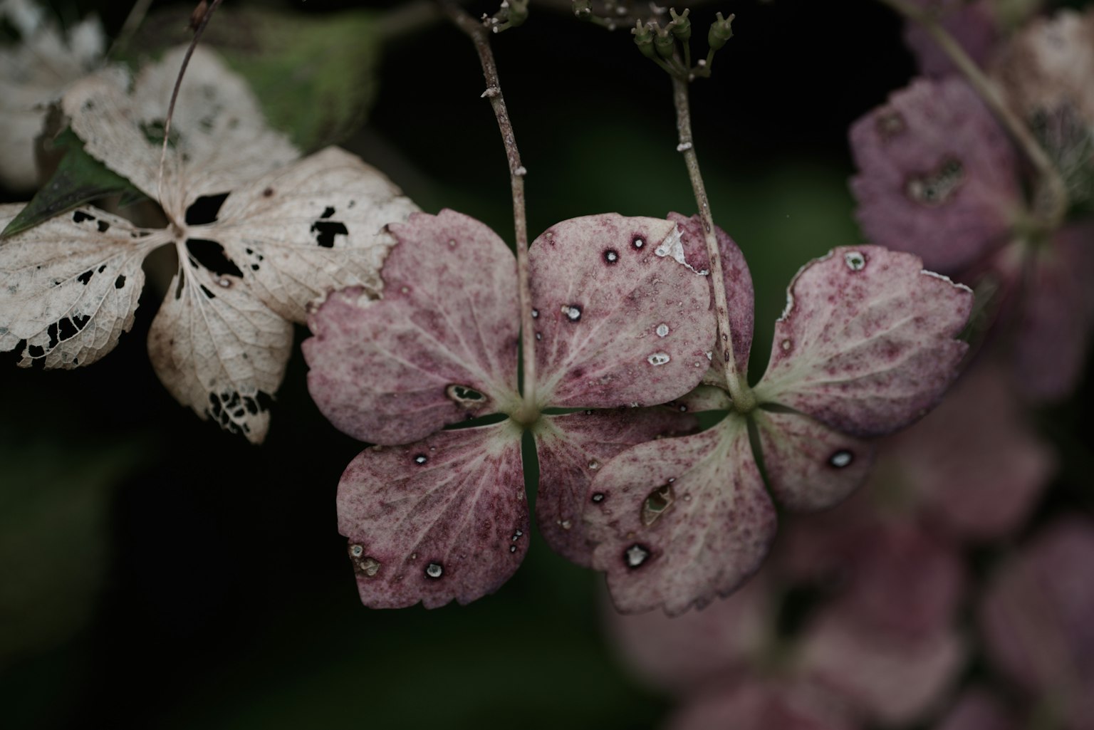 Fiori rosa delicati con gocce di pioggia su uno sfondo verde scuro