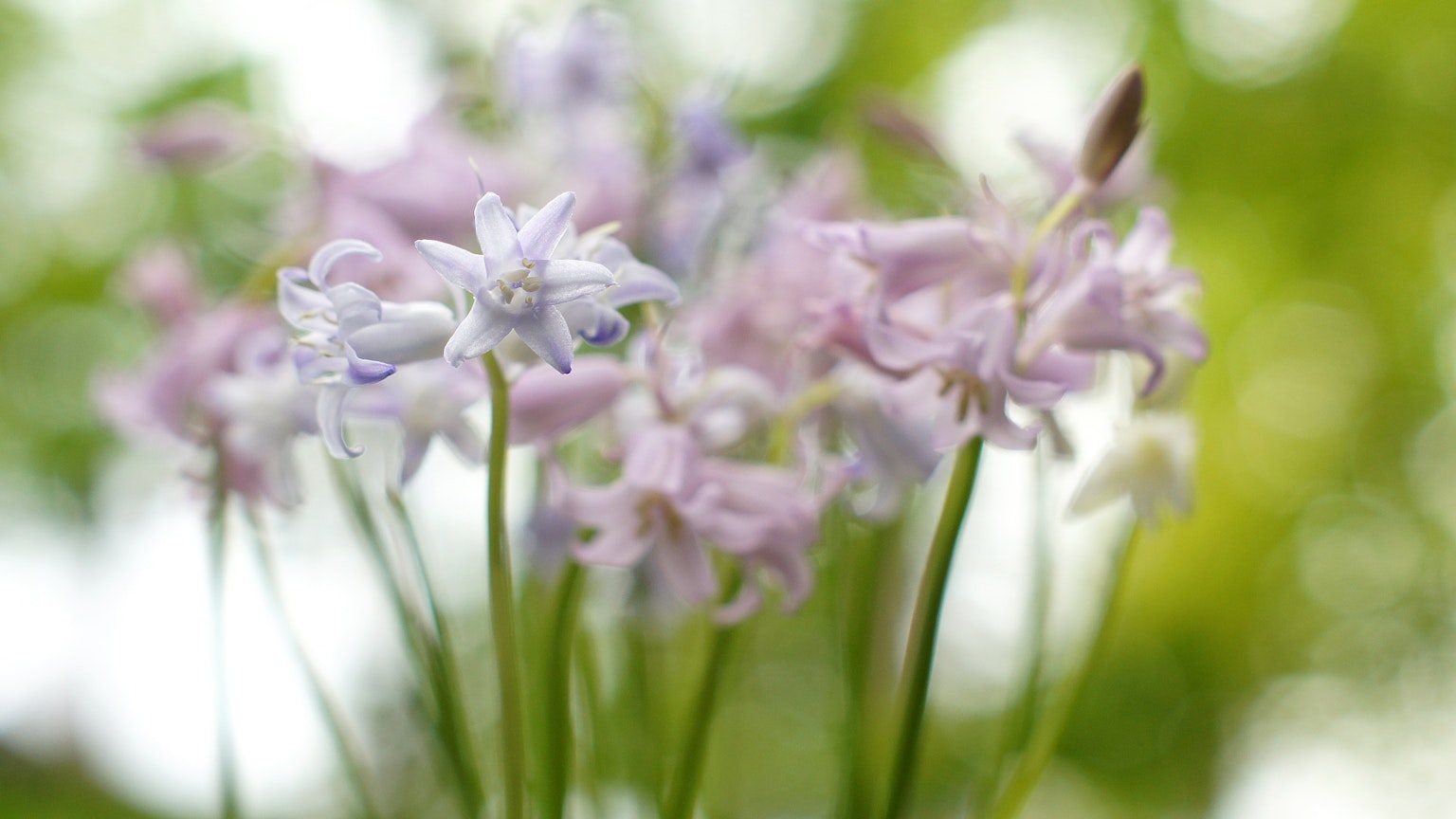 Ein schöner Strauß aus blasslila und blauen Blumen vor einem lebendigen grünen Hintergrund