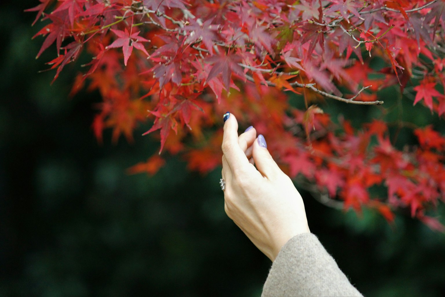 Sebuah tangan menjangkau daun maple merah yang cerah di musim gugur