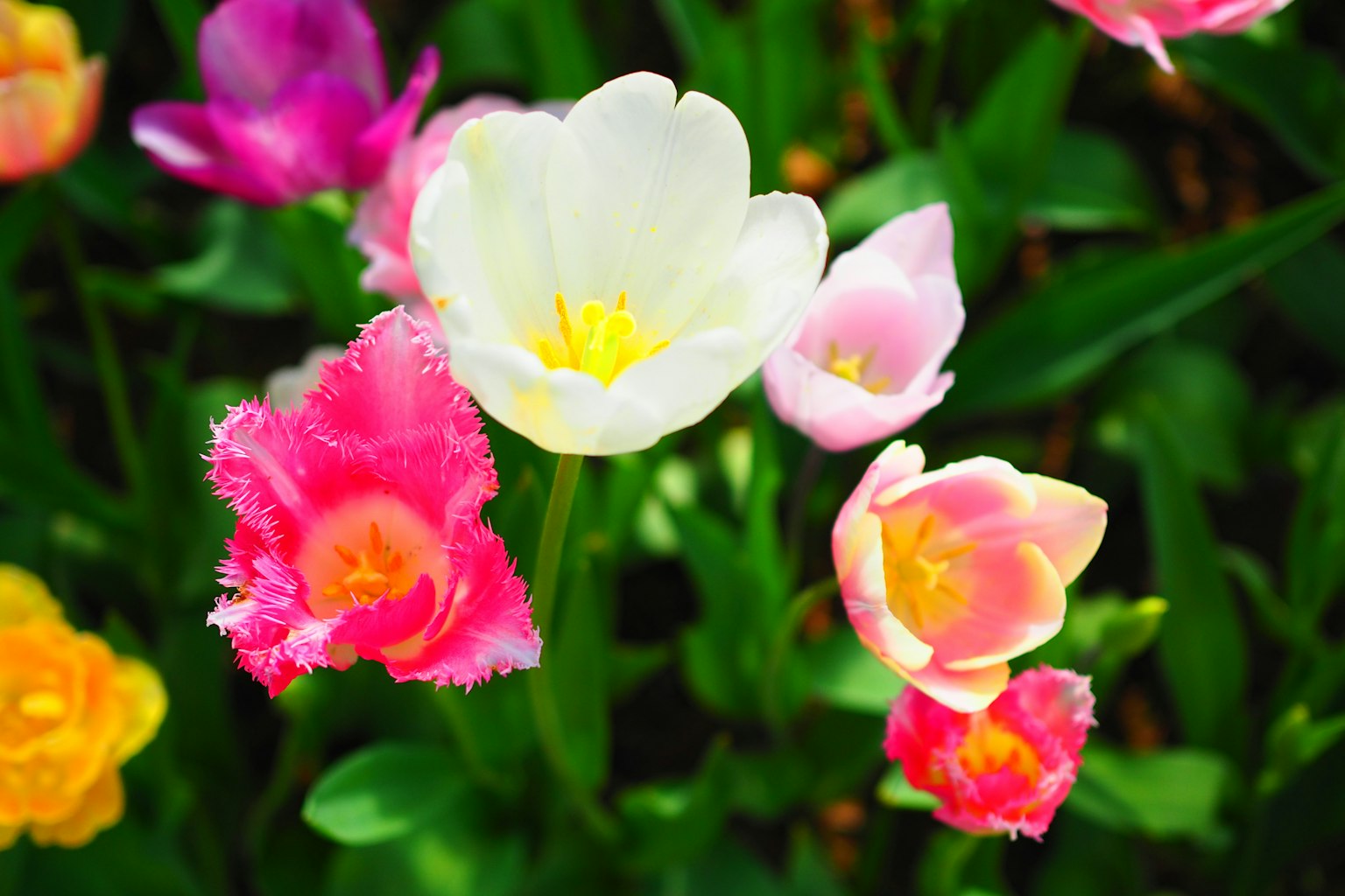 Primer plano de un lecho de flores con tulipanes coloridos en varias tonalidades