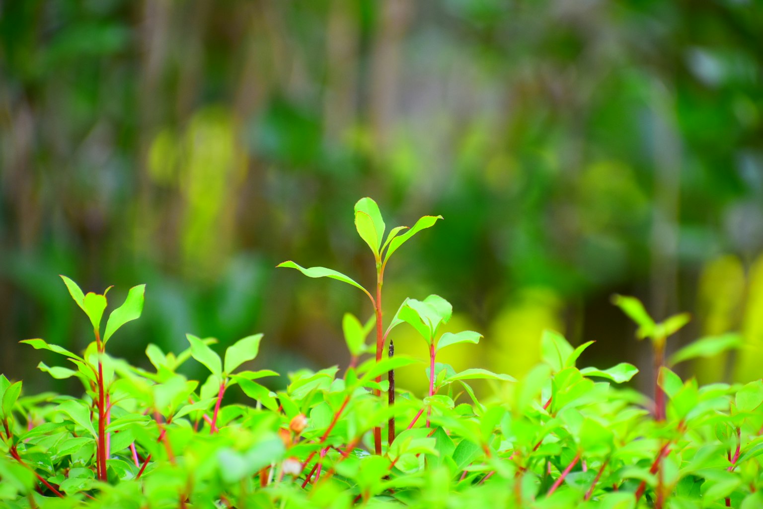 Small green plants with leaves in the foreground and blurred green foliage in the background