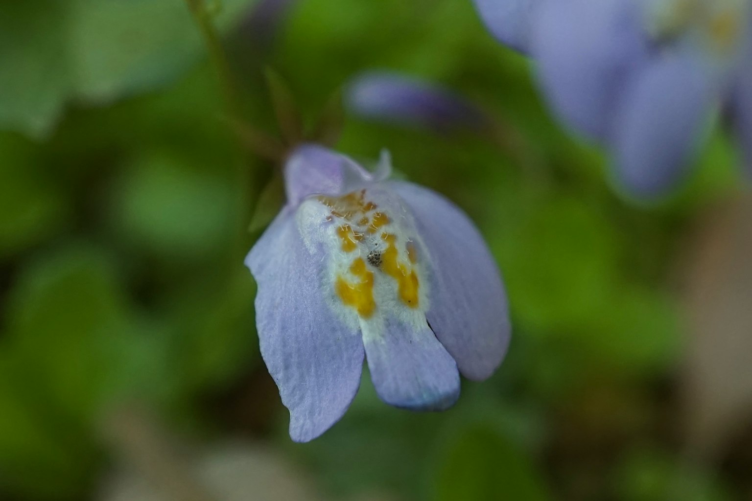 ภาพระยะใกล้ของดอกไม้ที่มีกลีบดอกสีม่วงอ่อนและลวดลายสีเหลือง