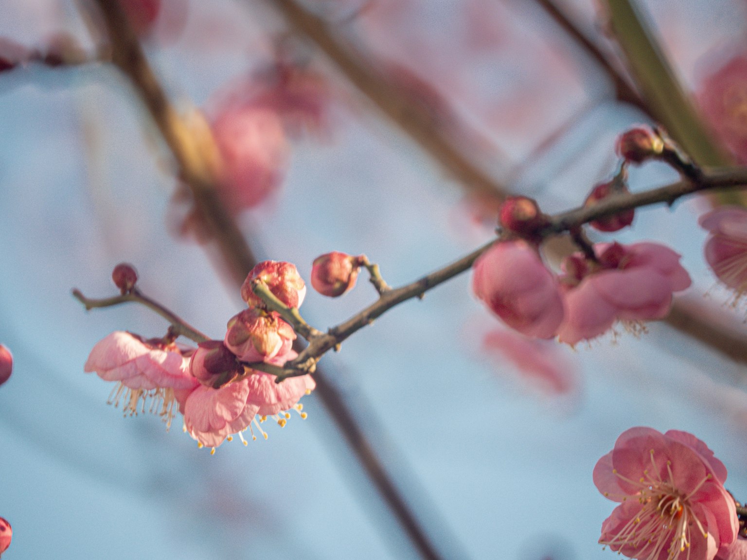 Kedekatan bunga sakura yang indah di bawah langit biru