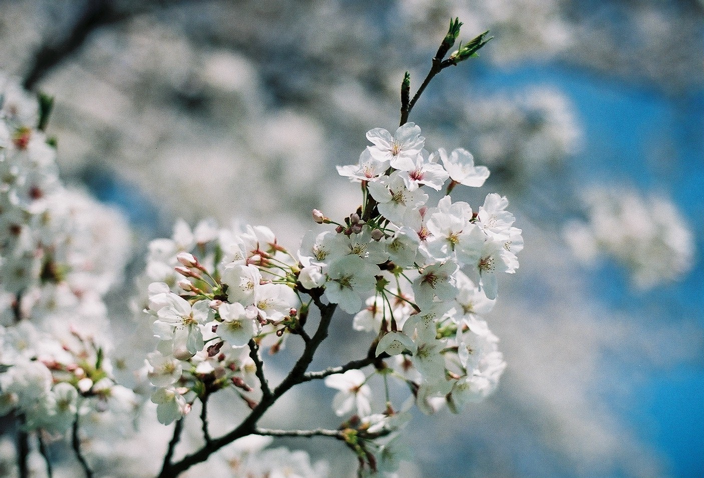 桜の花が咲く枝と青空のぼけ背景