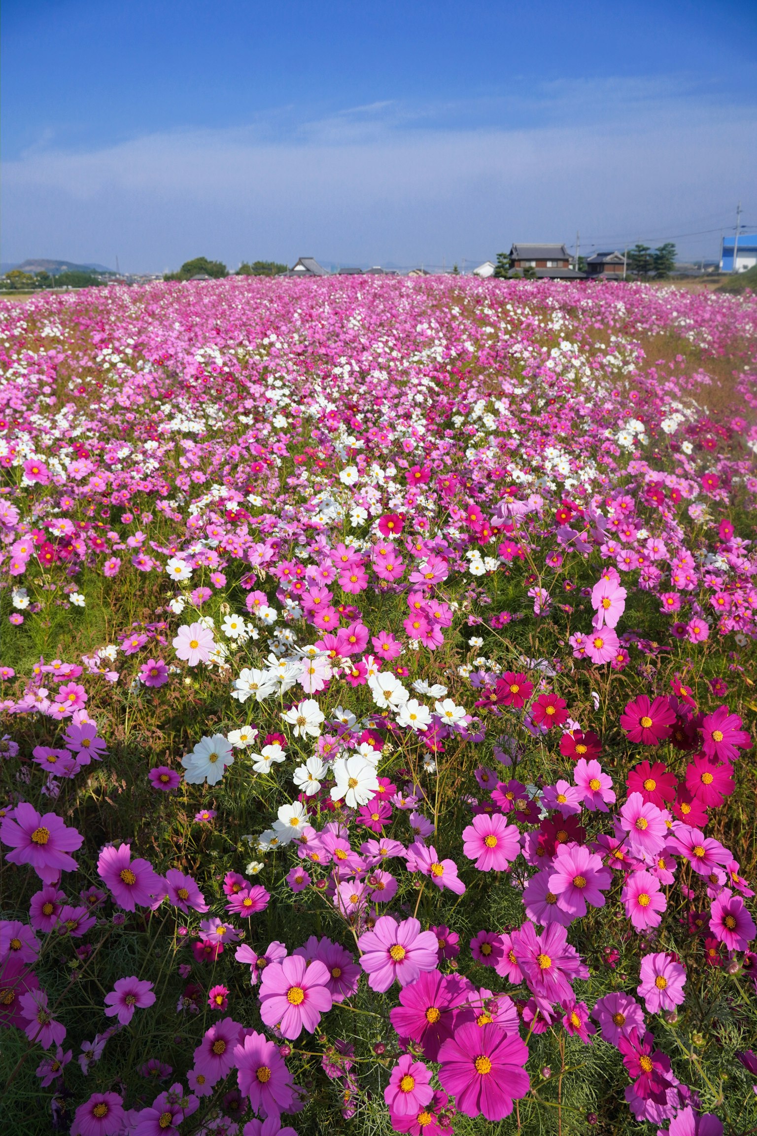 푸른 하늘 아래의 생생한 코스모스 꽃밭