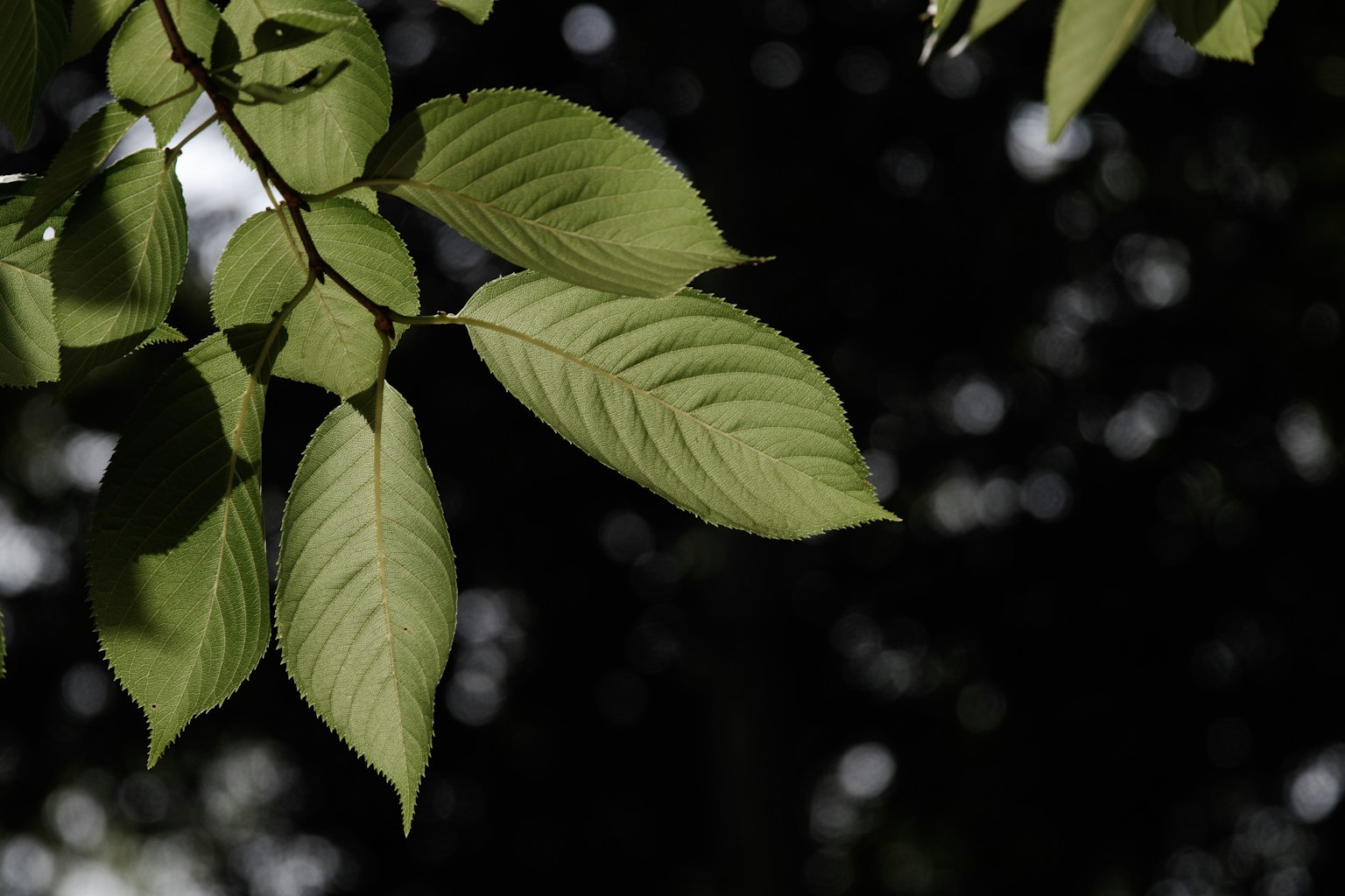 Foglie verdi evidenziate su uno sfondo scuro