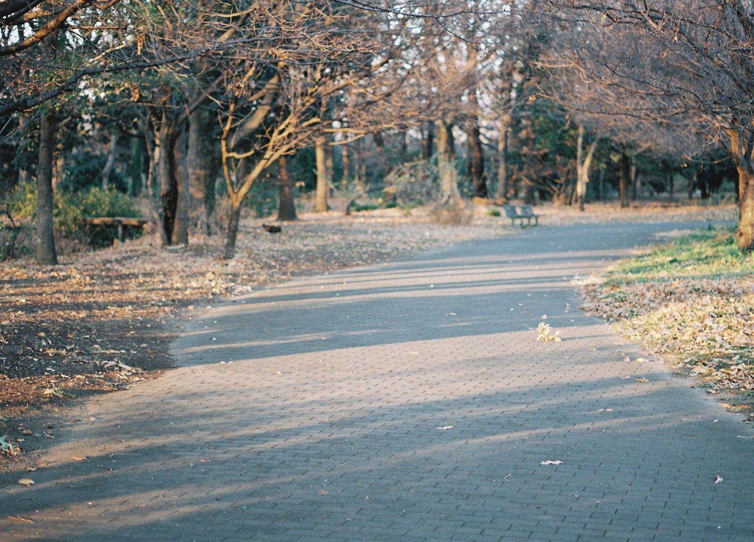 Camino sereno rodeado de árboles con hojas caídas