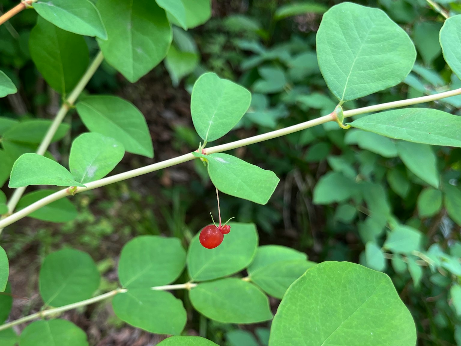 Primo piano di foglie verdi con una singola bacca rossa appesa a un ramo