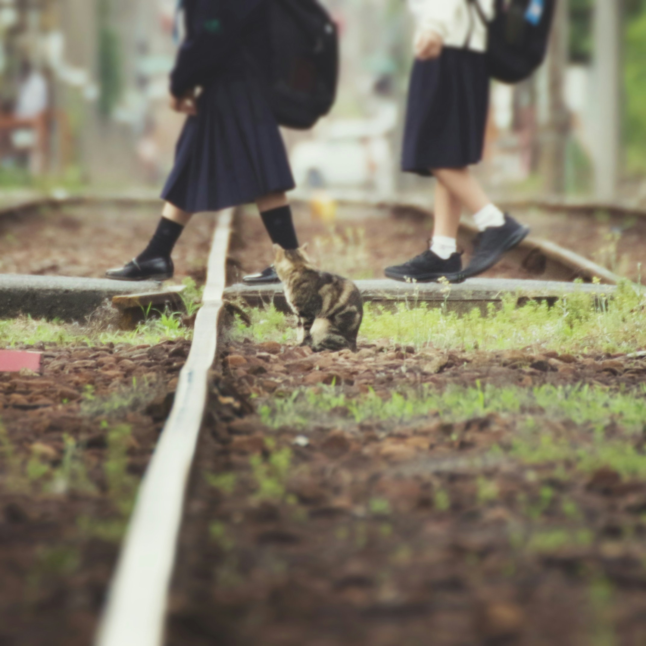 線路沿いの草地で猫と子どもの下校風景