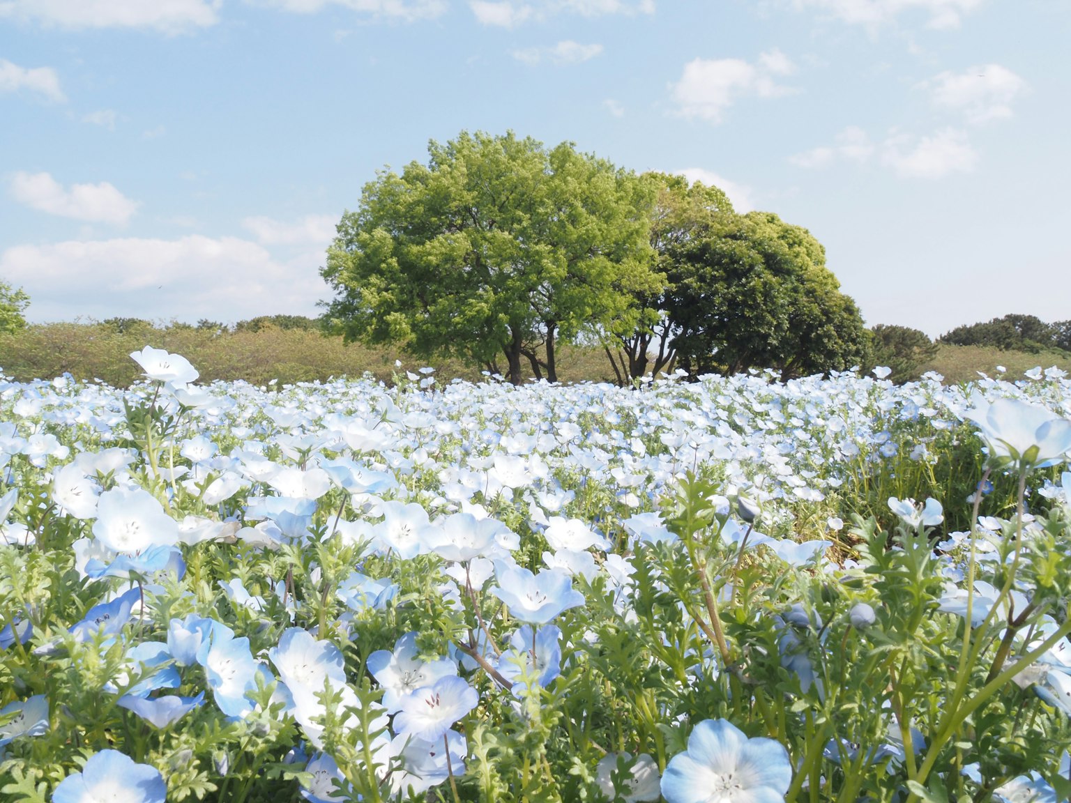 Un vasto campo di fiori blu con grandi alberi sullo sfondo