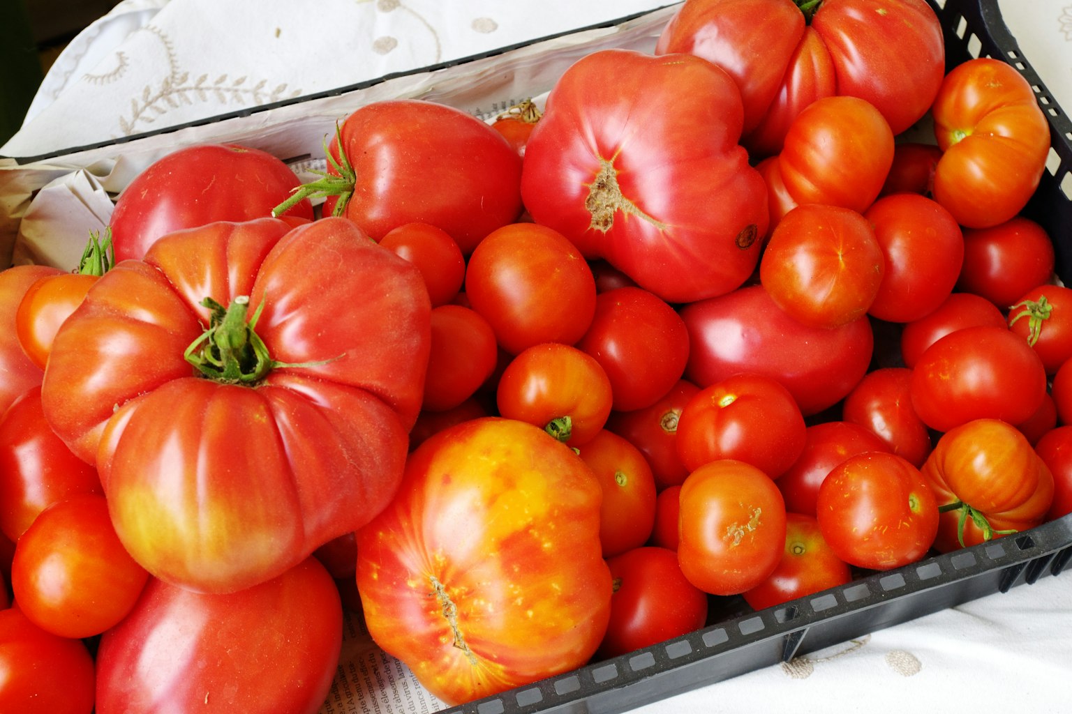 Una cesta llena de varias tomates rojos incluyendo variedades grandes y pequeñas