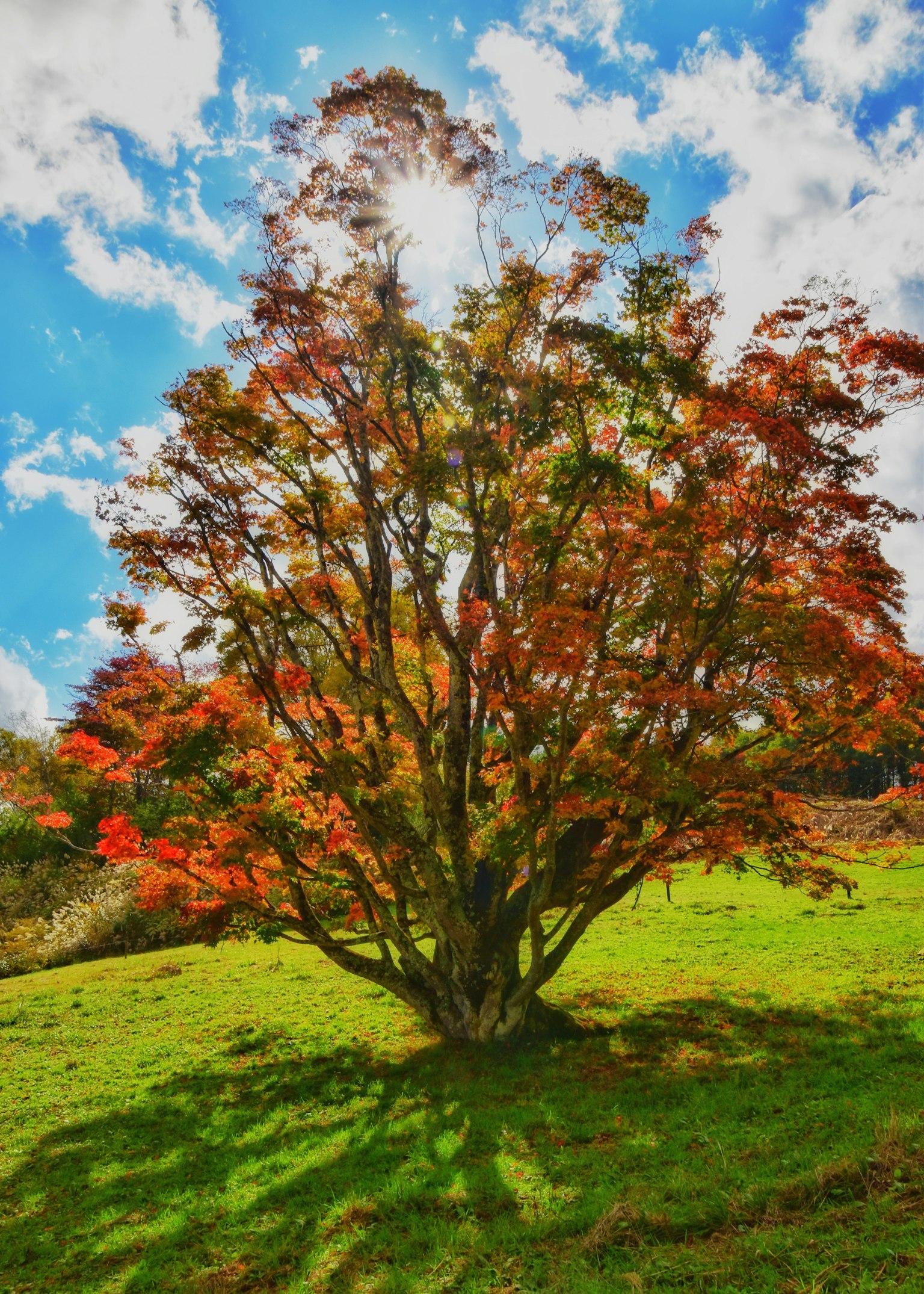 色とりどりの葉を持つ大きな木が青空の下に立っている