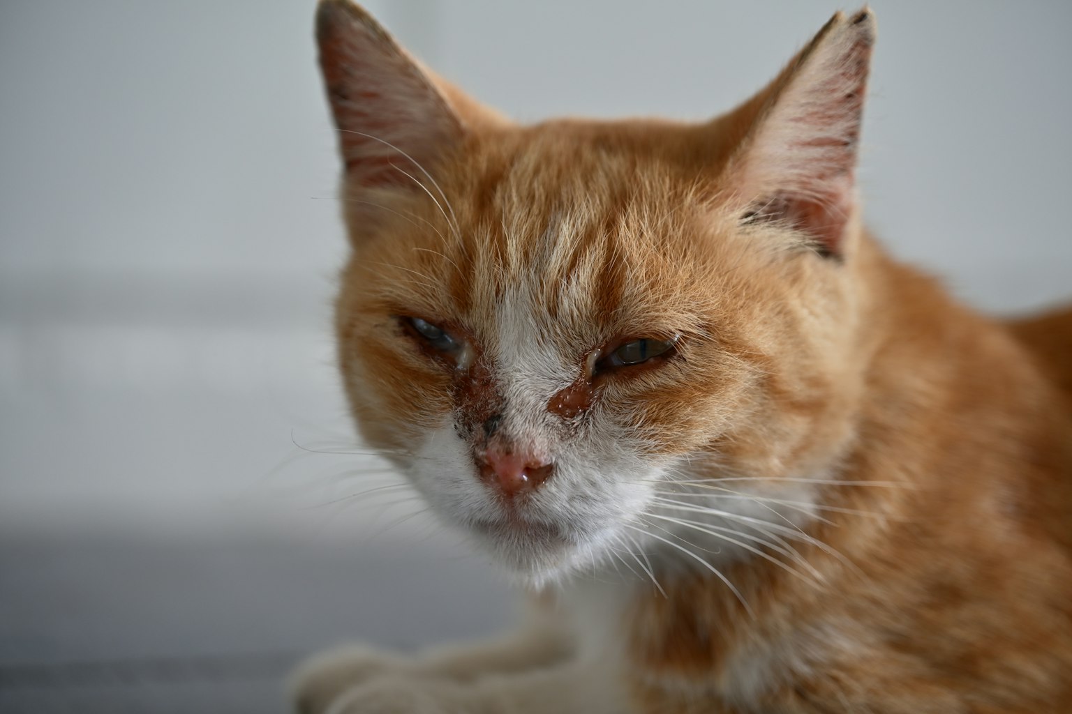 Primer plano de un gato naranja con una expresión concentrada