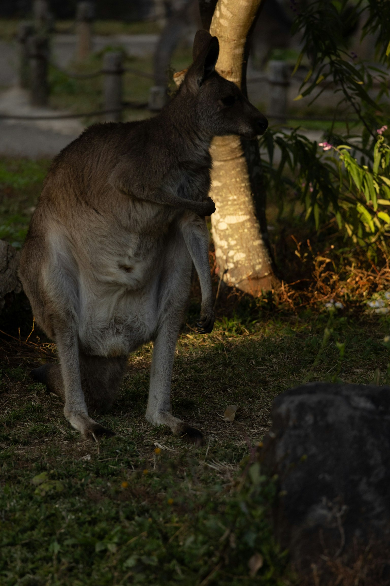 Bóng dáng của một con kangaroo đứng gần một cái cây