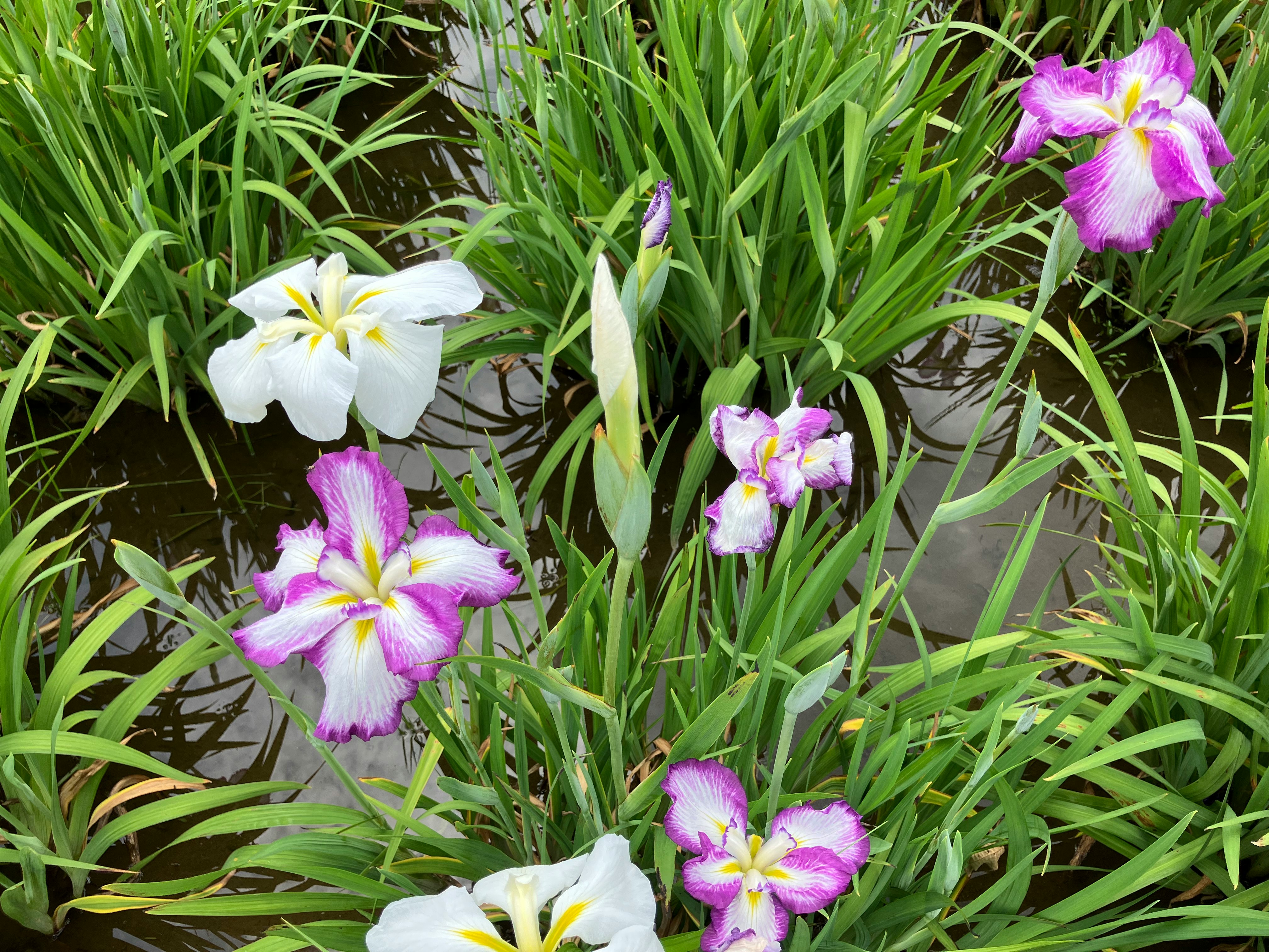 fleurs d’iris violettes et blanches épanouies dans l’herbe