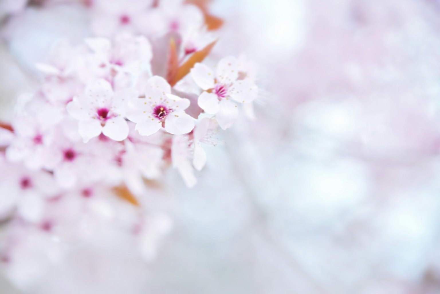 ภาพระยะใกล้ของดอกไม้สีชมพูอ่อนบนกิ่ง