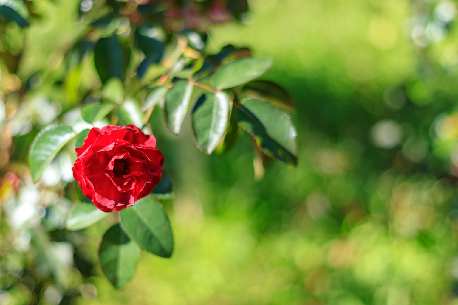 Una vibrante rosa roja entre hojas verdes exuberantes en un jardín