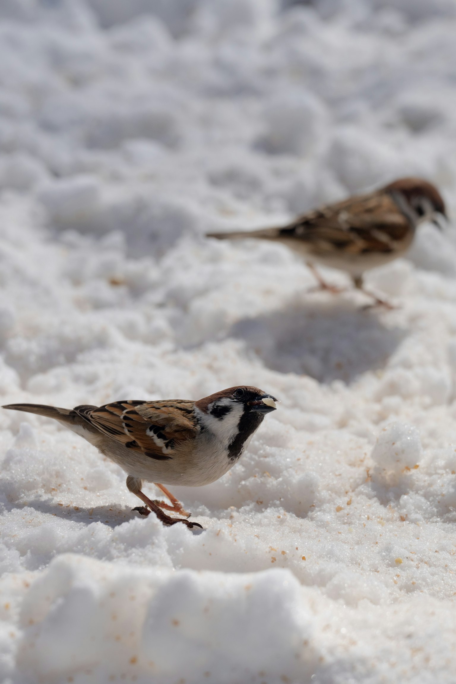 Dos gorriones corriendo sobre la nieve