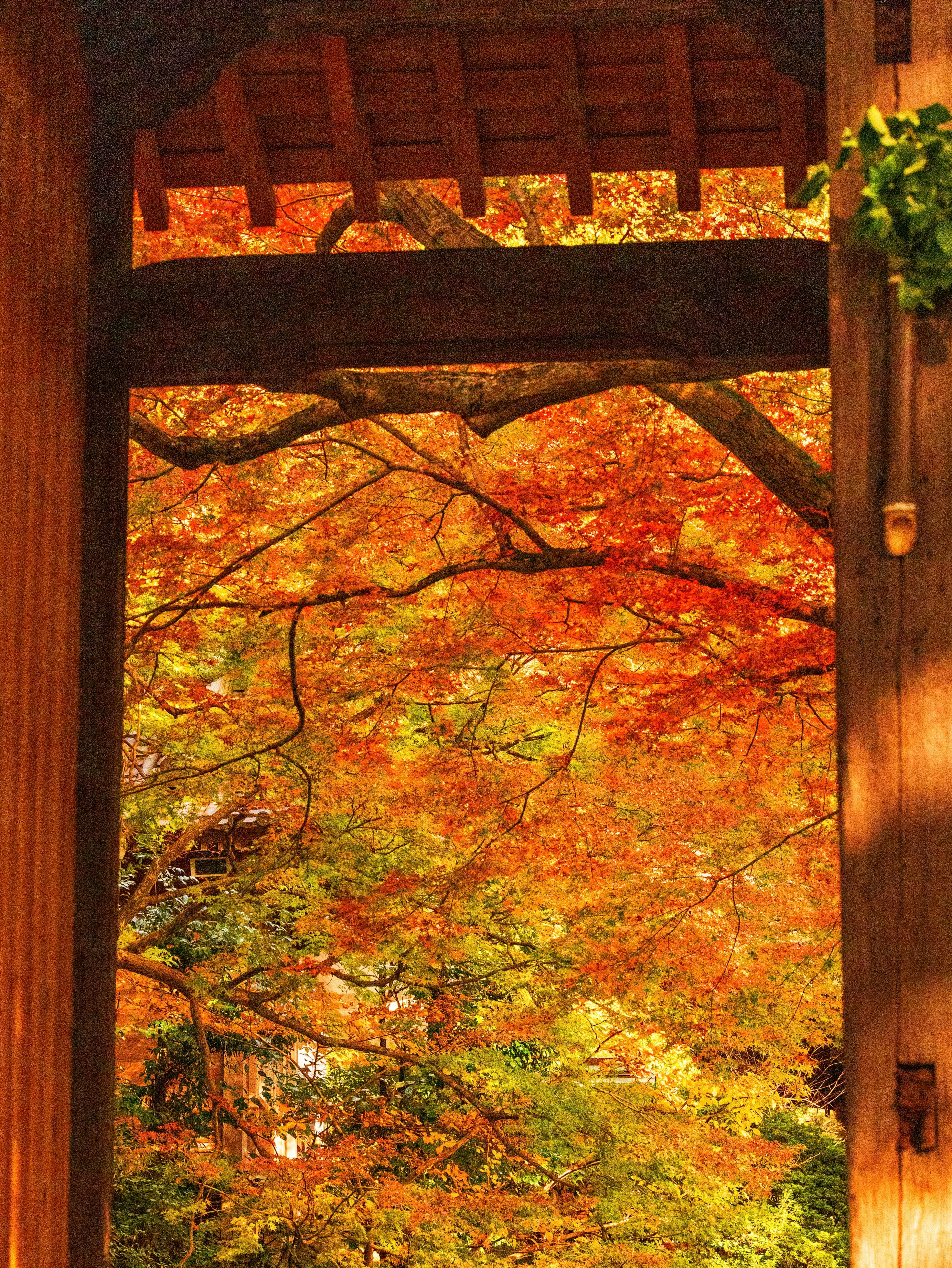 木の門越しに広がる紅葉の庭園