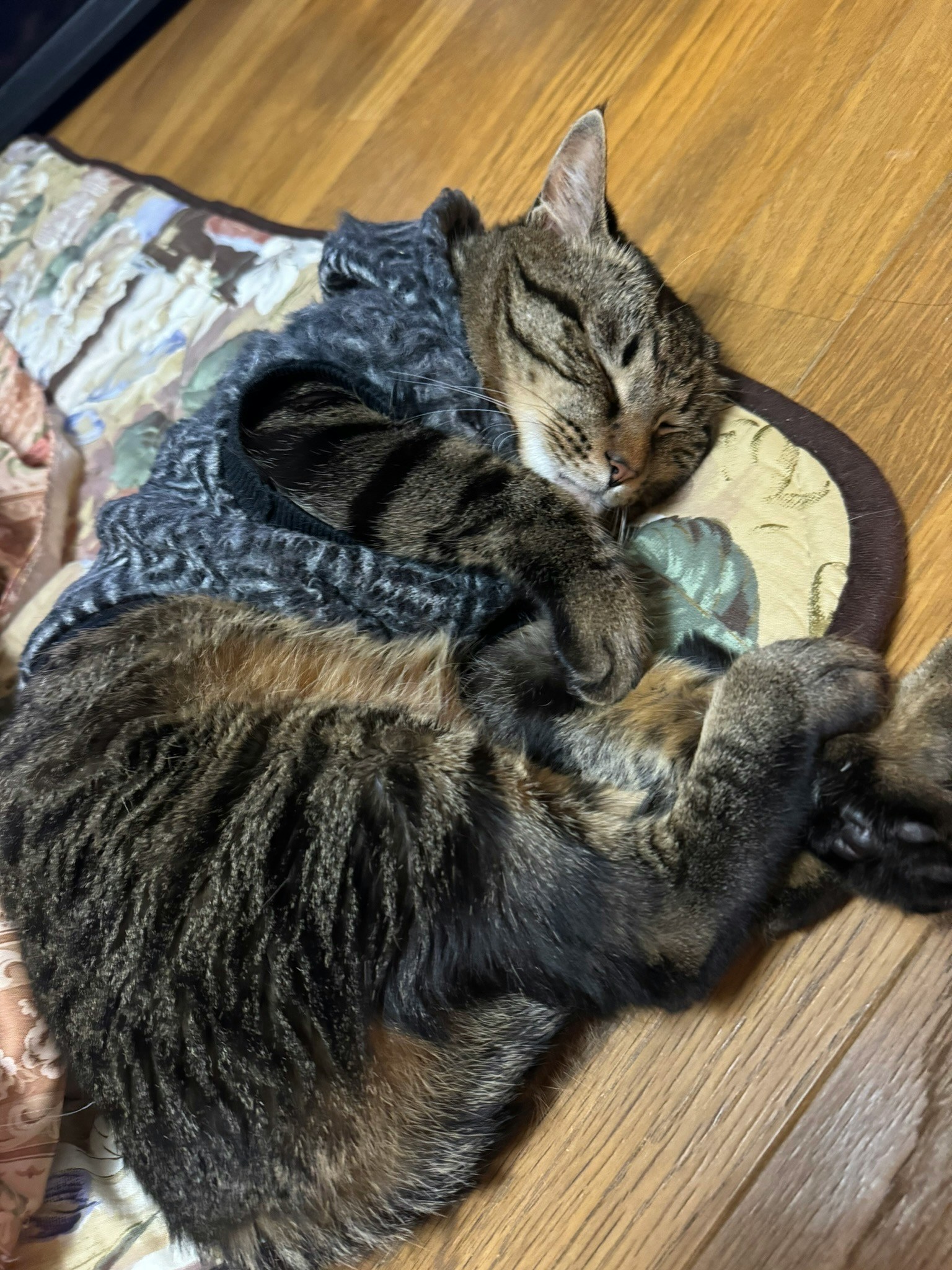A sleeping brown striped cat curled up on a blanket