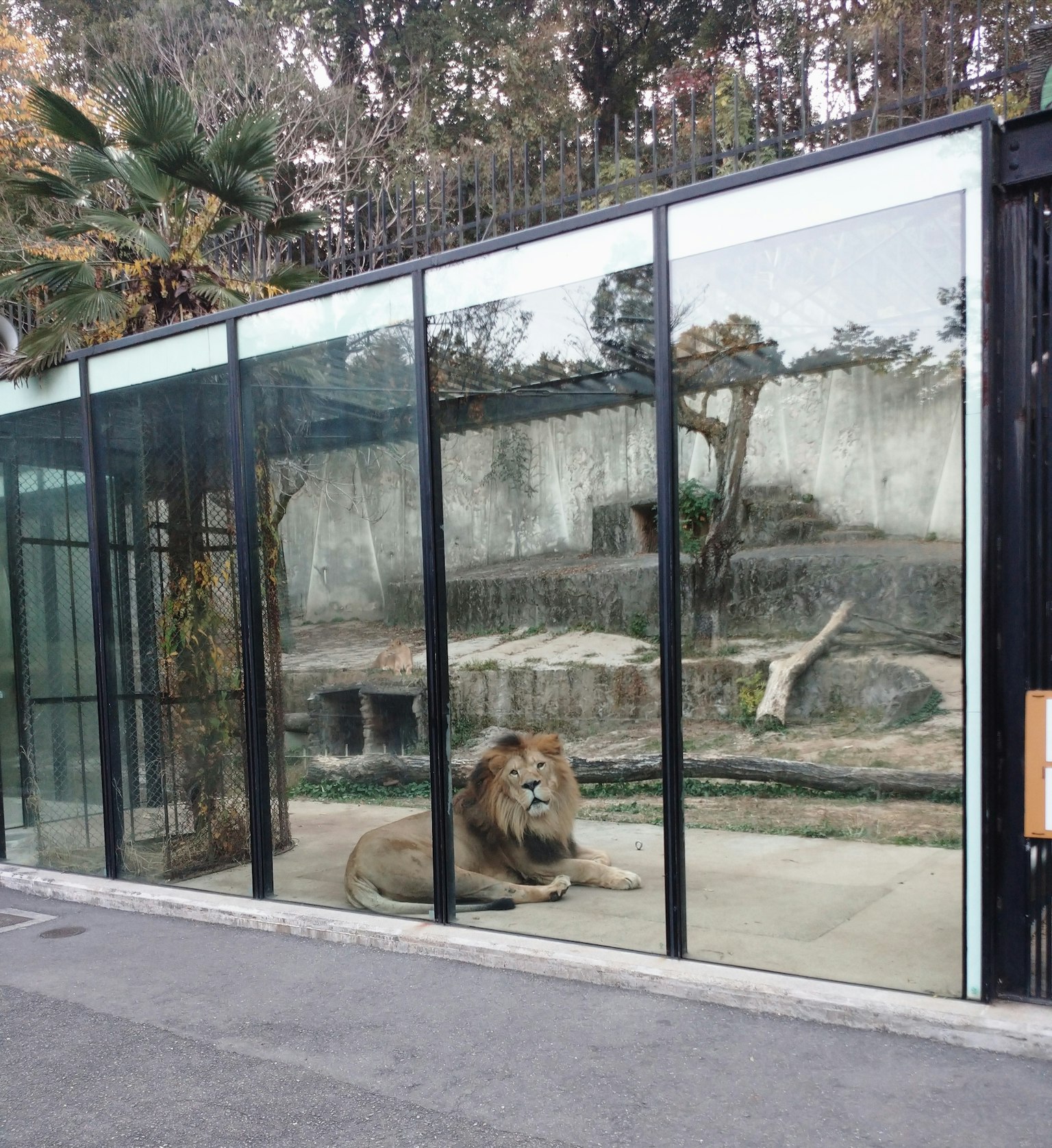 一隻獅子在動物園的玻璃圍籬內休息