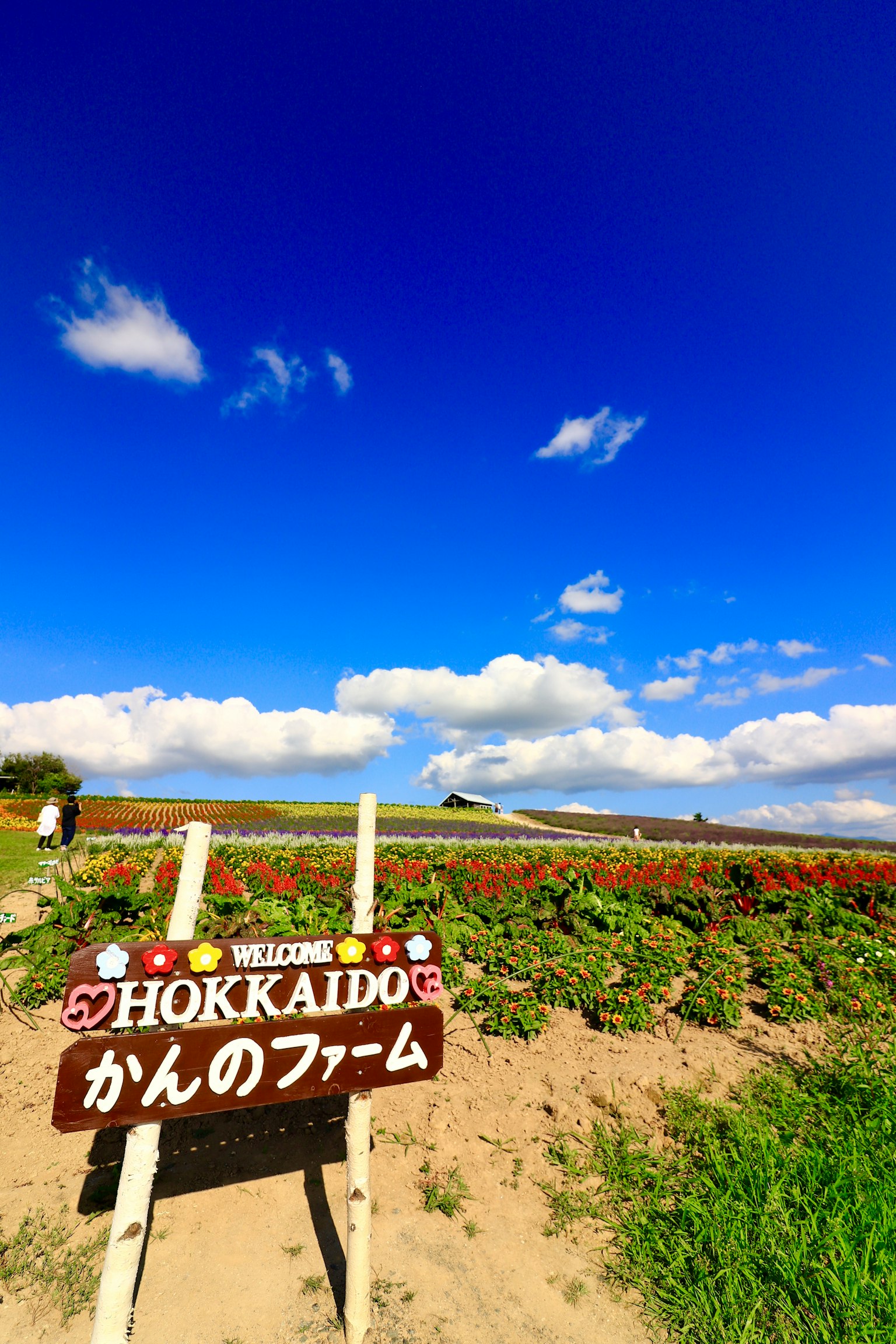 在晴朗蓝天下的北海道农场标志