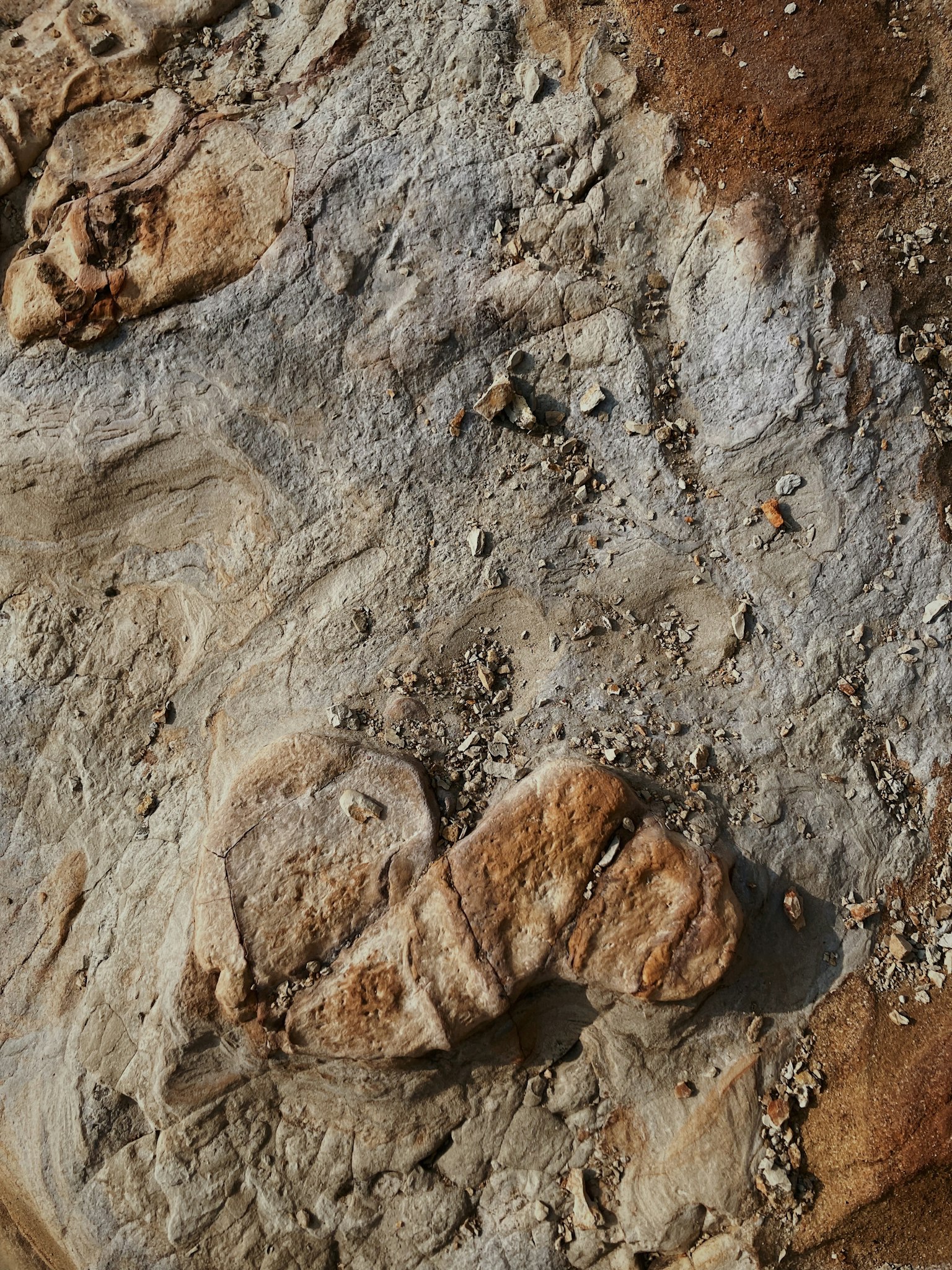 Fossilmuster und -texturen auf einer Felsoberfläche