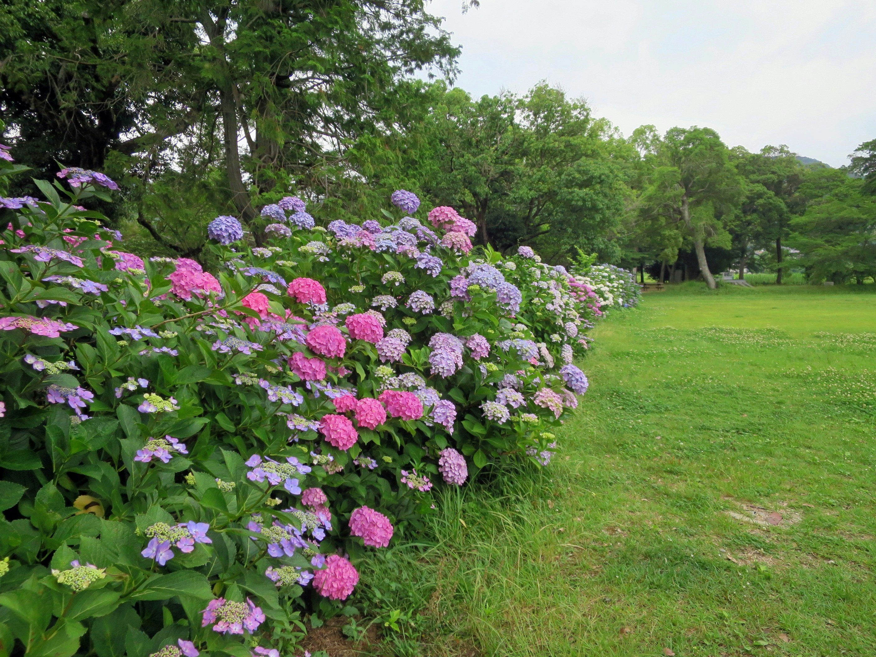 芝生の庭で咲くアジサイの花と緑の並木