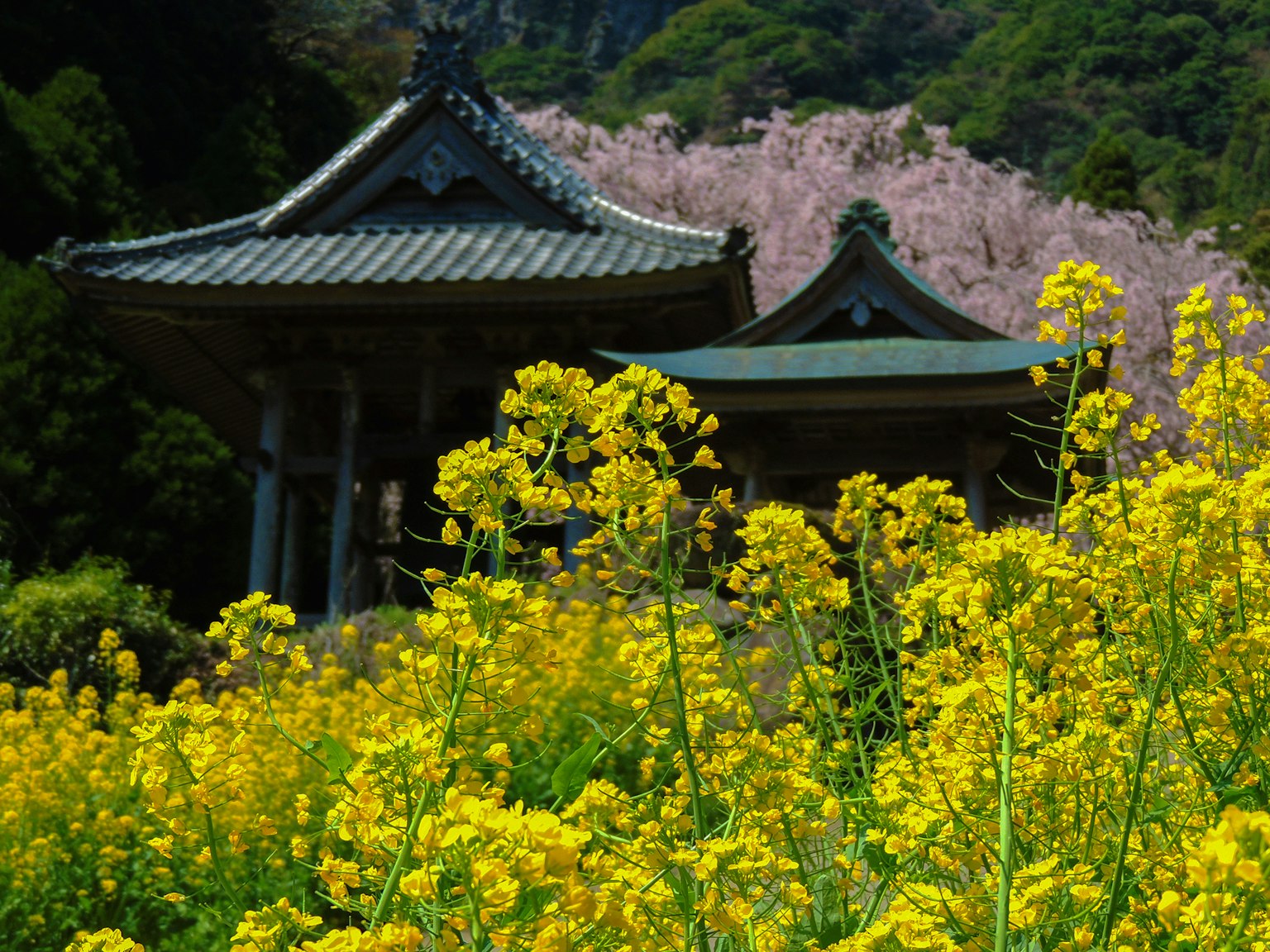 美麗的風景，黃色花朵和古老的寺廟