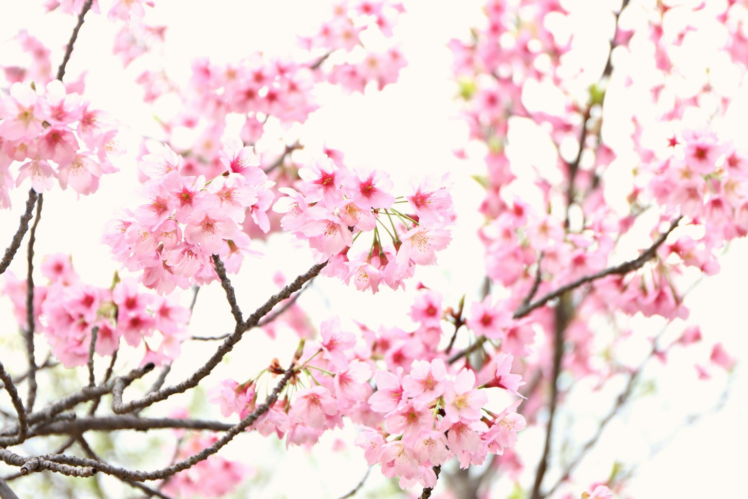 Gros plan sur des branches de cerisier en fleurs