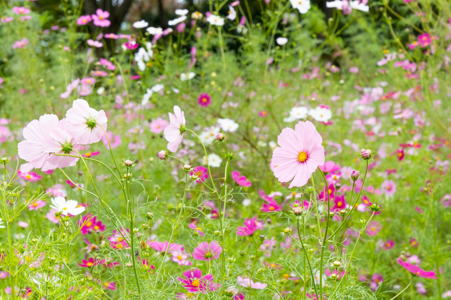 生機勃勃的花田,盛開著粉色和白色花瓣