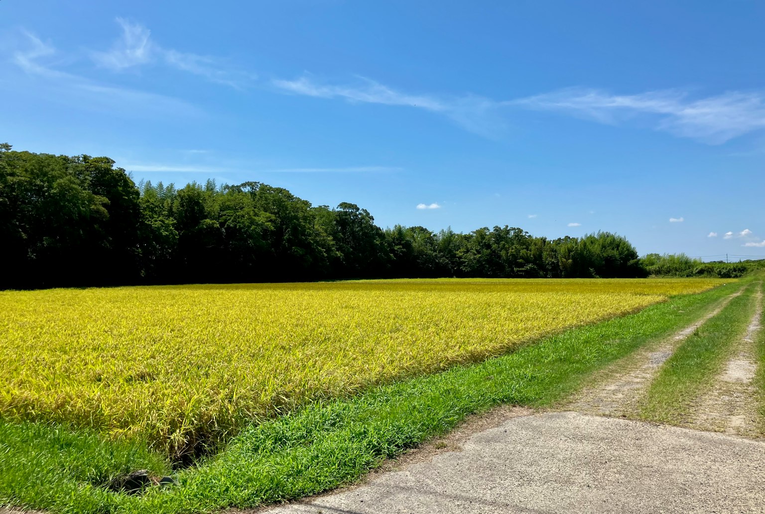 Champ de riz jaune sous un ciel bleu avec de l'herbe verte