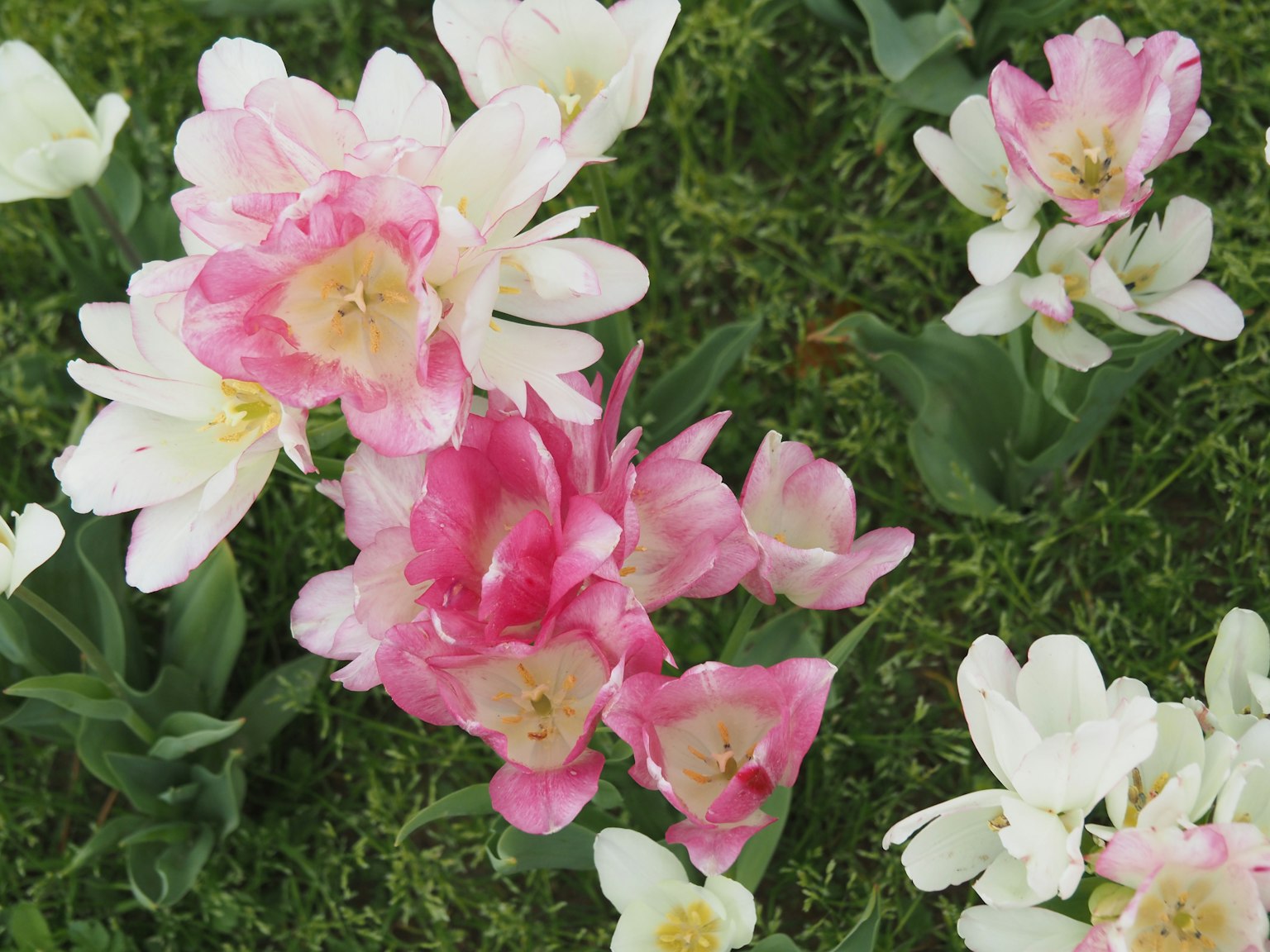 Tulip hồng và trắng nở trên nền xanh