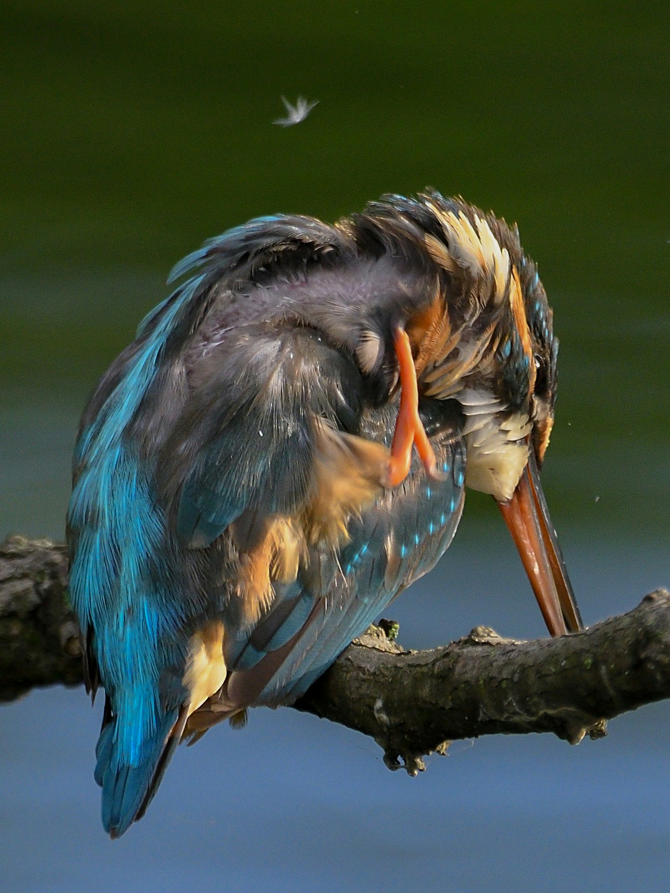 Blue bird preening on a branch