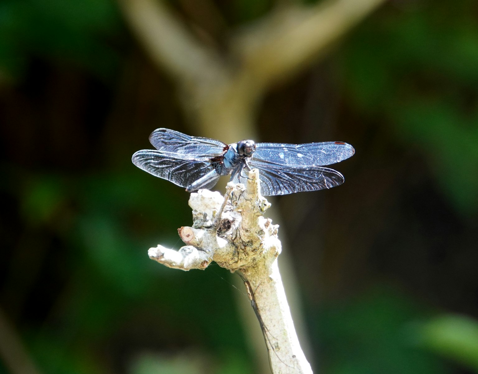 Una libélula azul posada en la punta de una rama