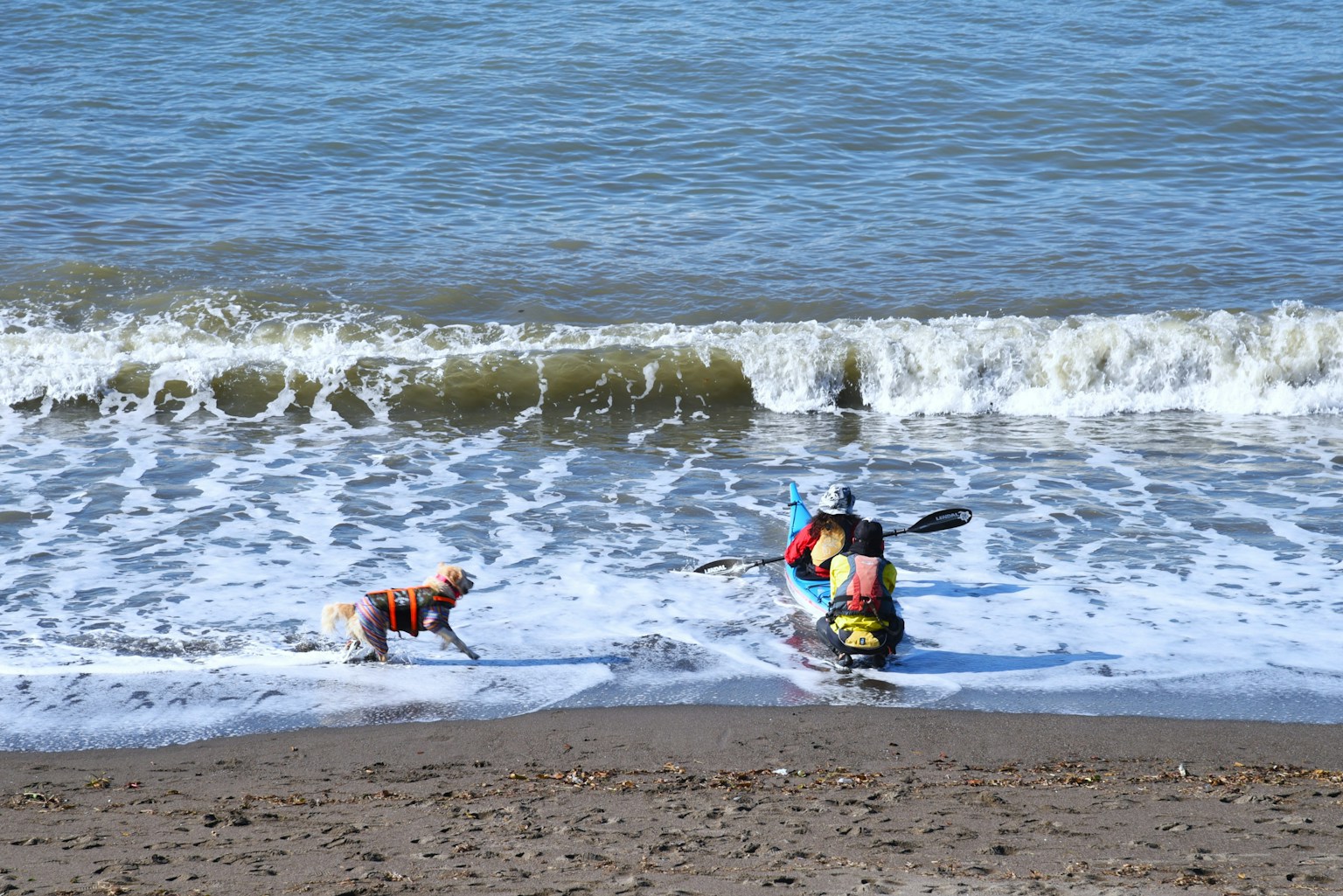 海岸で遊ぶ犬とカヤックに乗る人