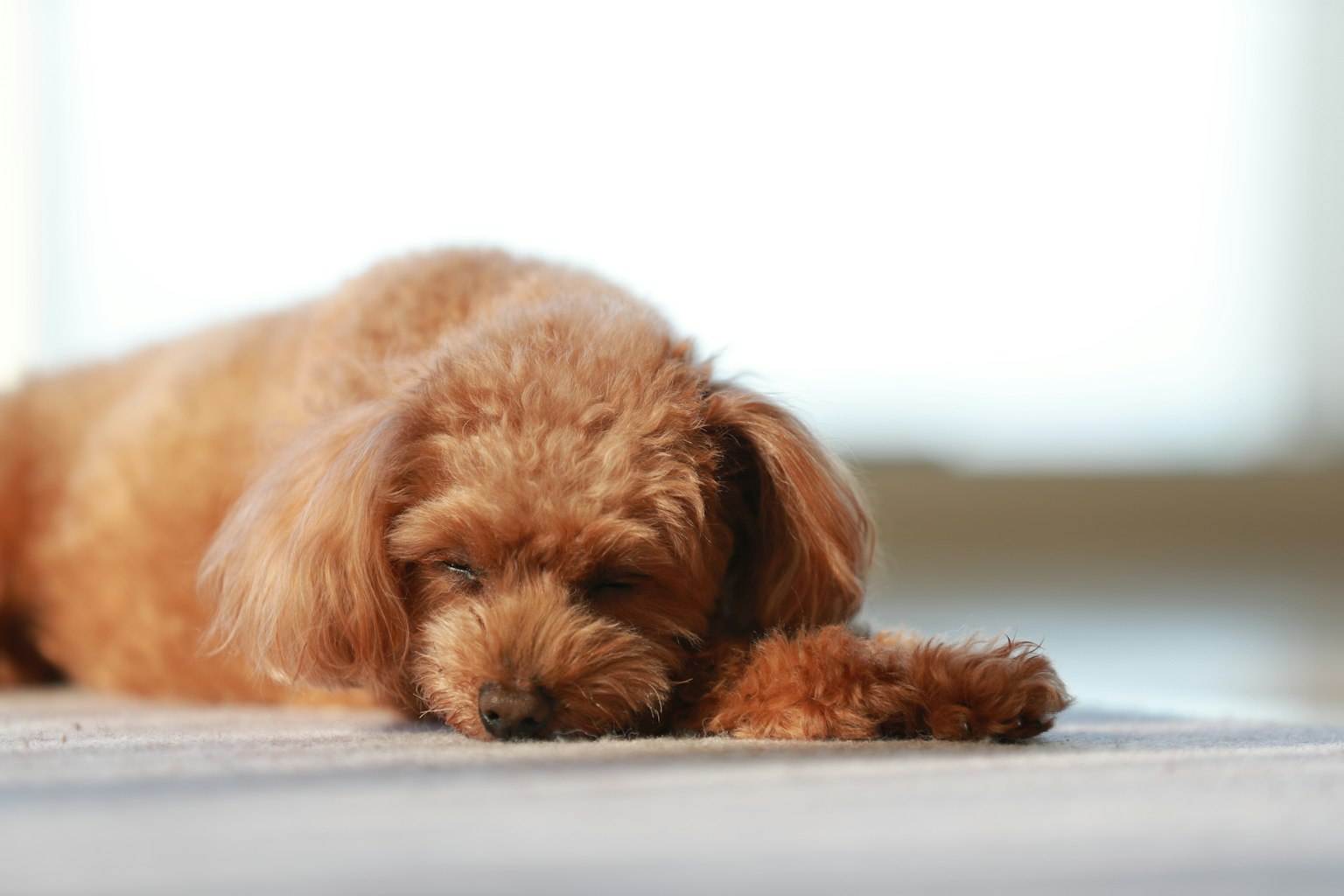 Un perro marrón acostado en el suelo durmiendo
