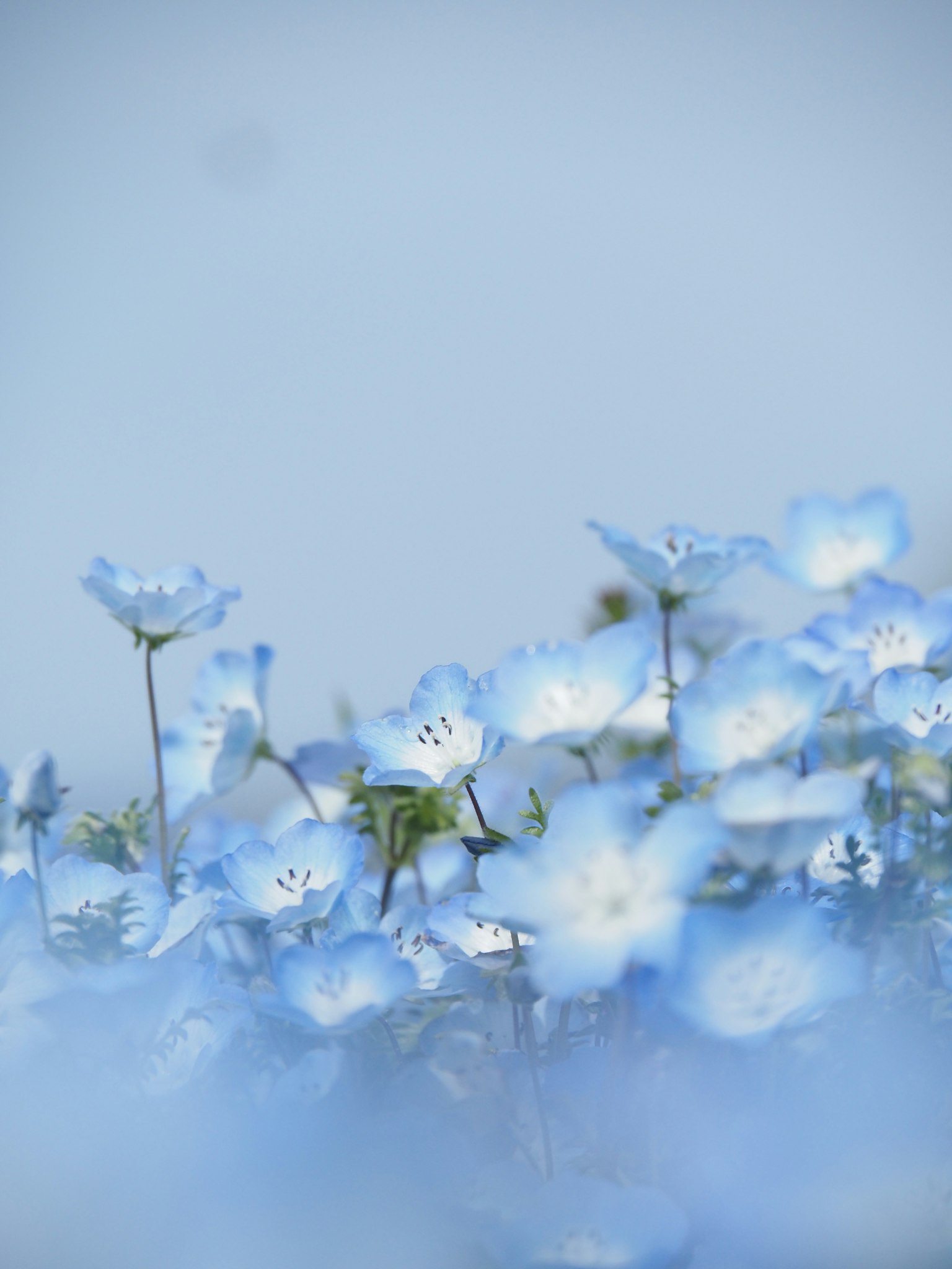 Soft landscape of blue flowers in bloom