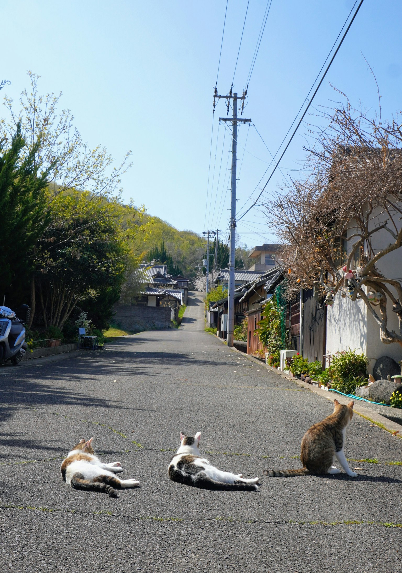 Three cats and dogs lounging on a quiet street