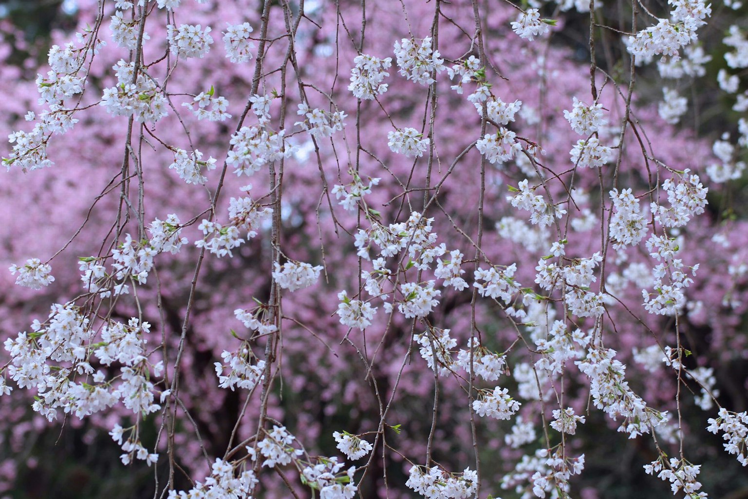 Flores de cerezo blancas contra un fondo rosa suave
