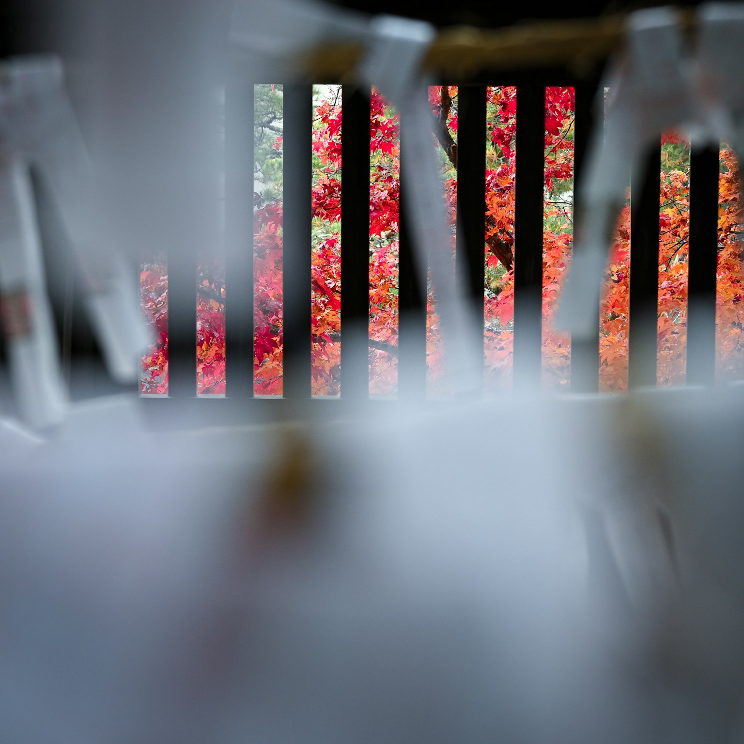 View through wooden slats revealing vibrant autumn leaves