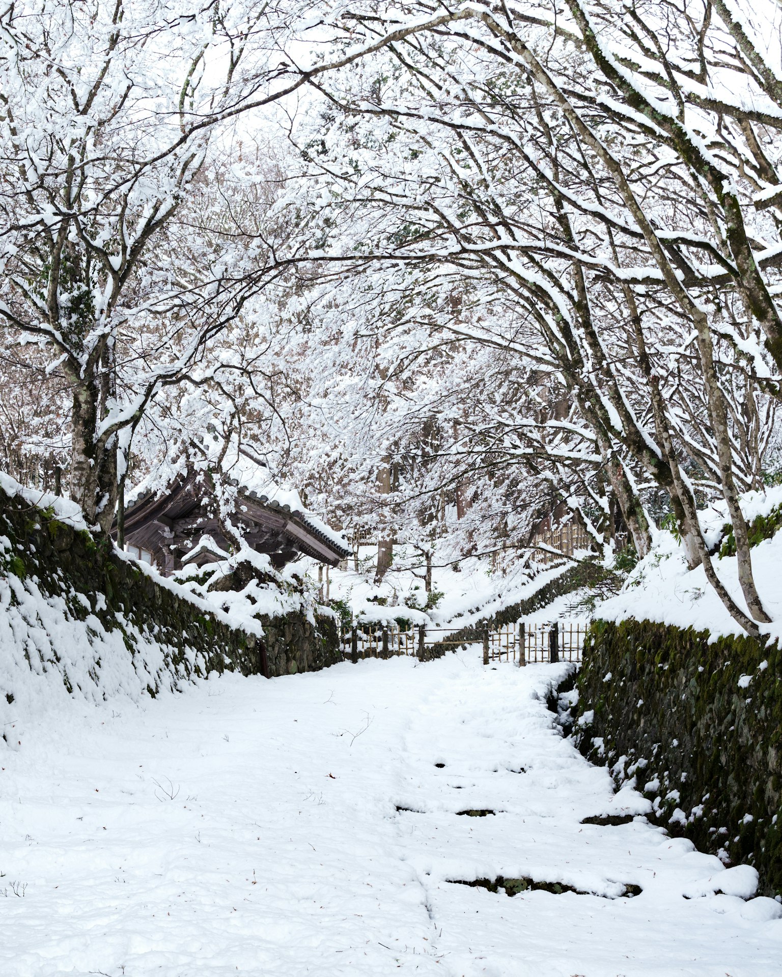 Sentiero coperto di neve fiancheggiato da alberi con un edificio in lontananza