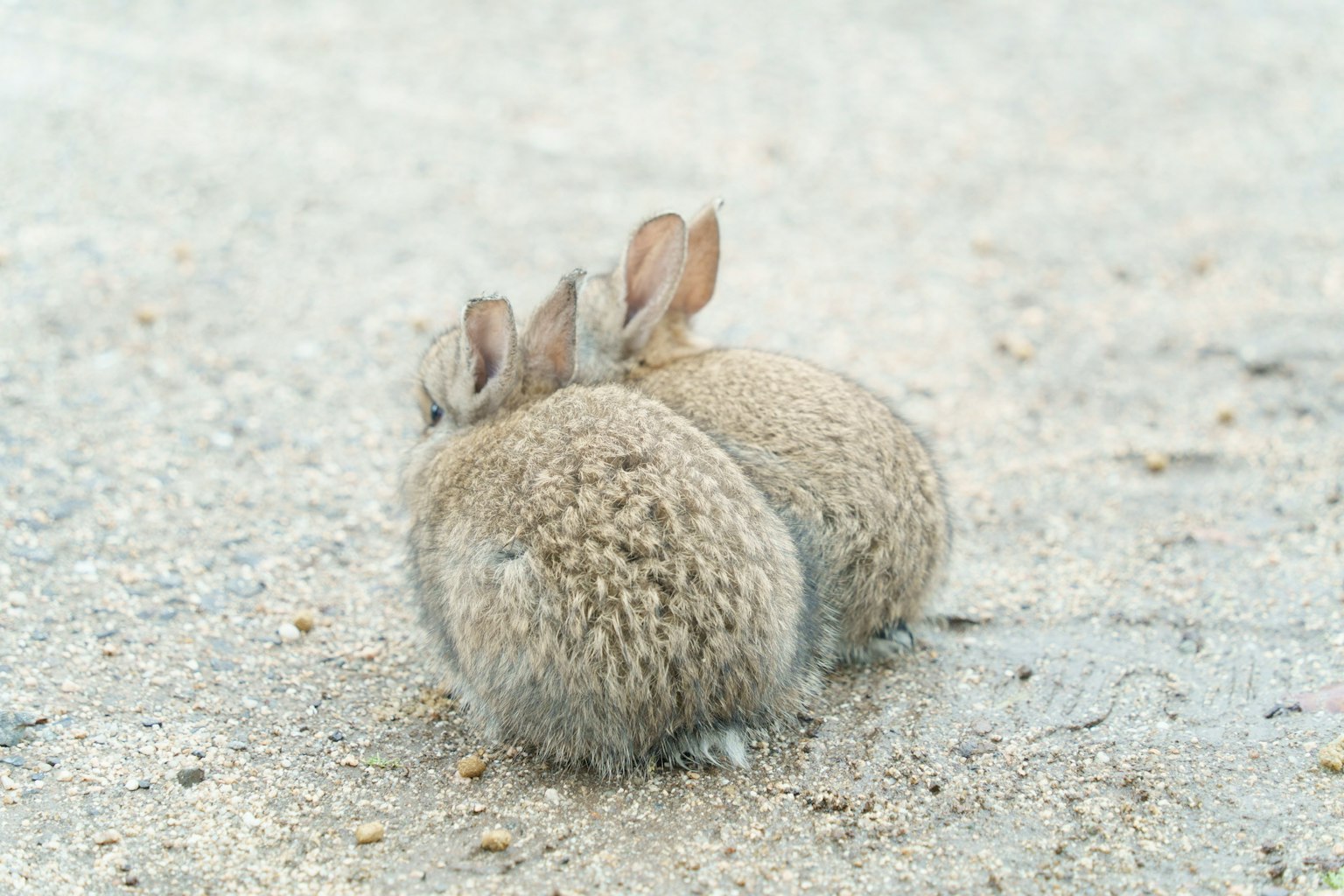 二匹のウサギが背中を向けて座っている様子
