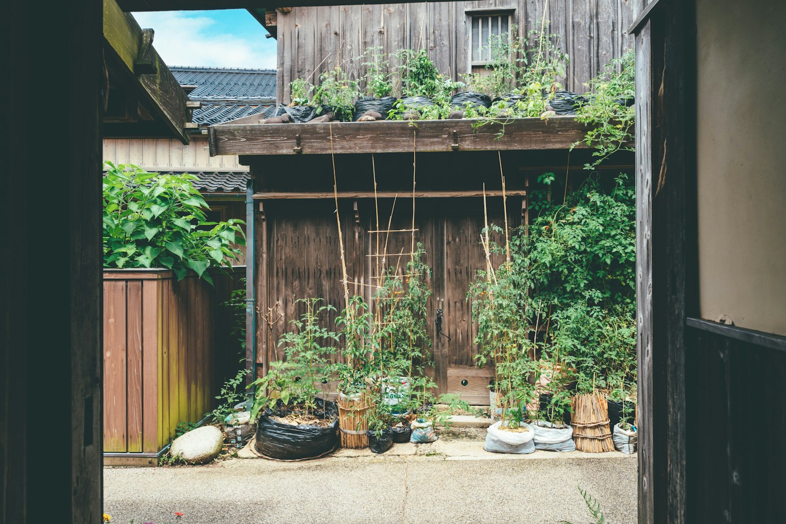 Una vista di un giardino di casa tradizionale in legno con piante lussureggianti e supporti in bambù