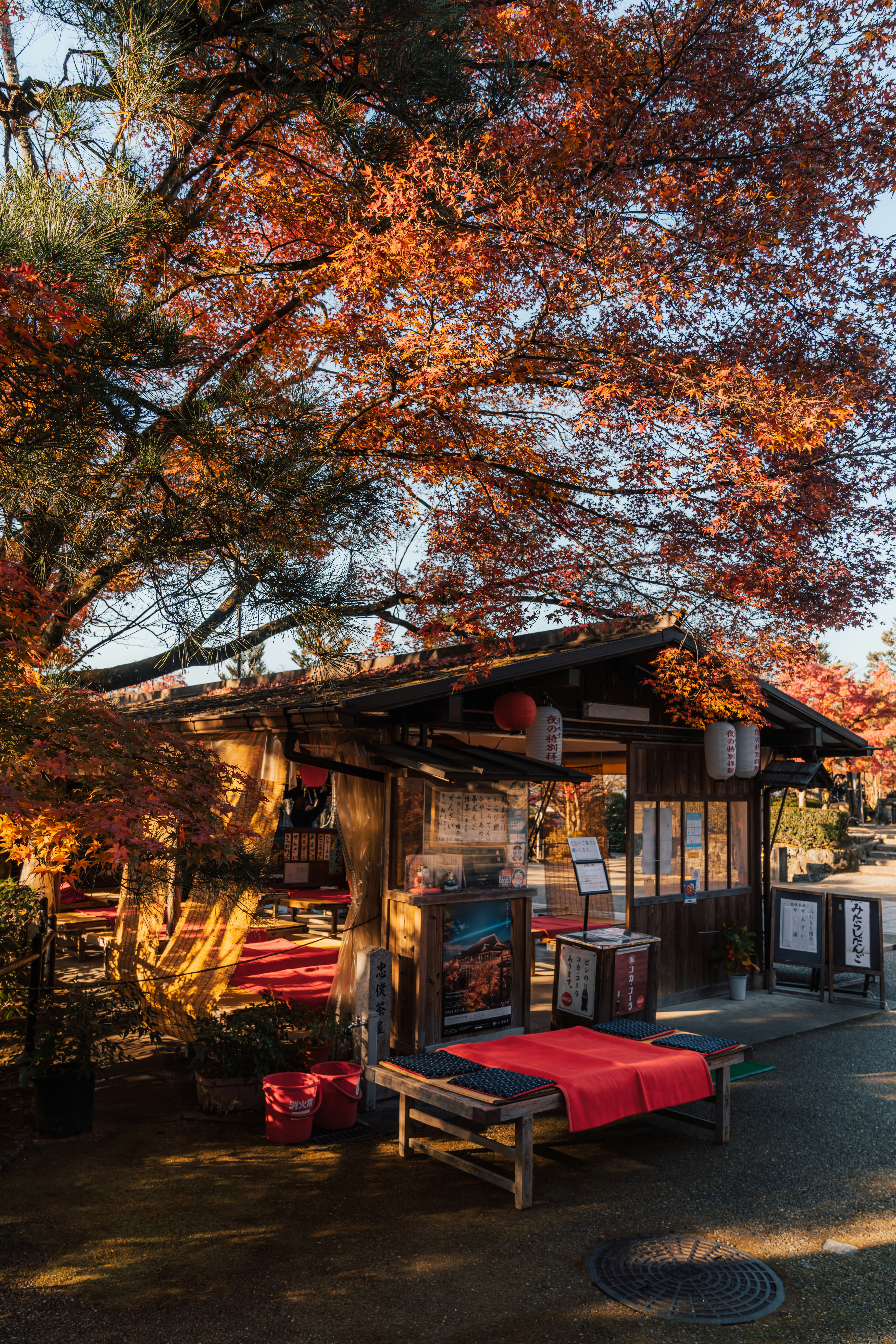 Japanischer Weg mit Bänken unter Herbst-Ahornen