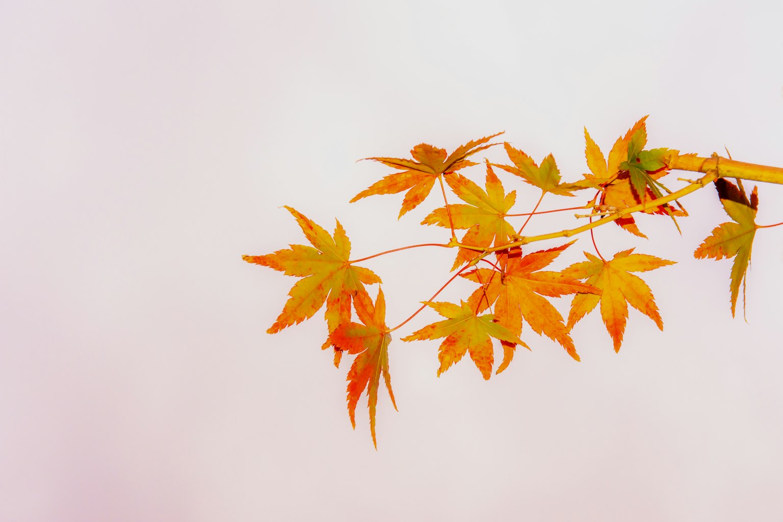 Branche de feuilles d'érable orange sur fond blanc