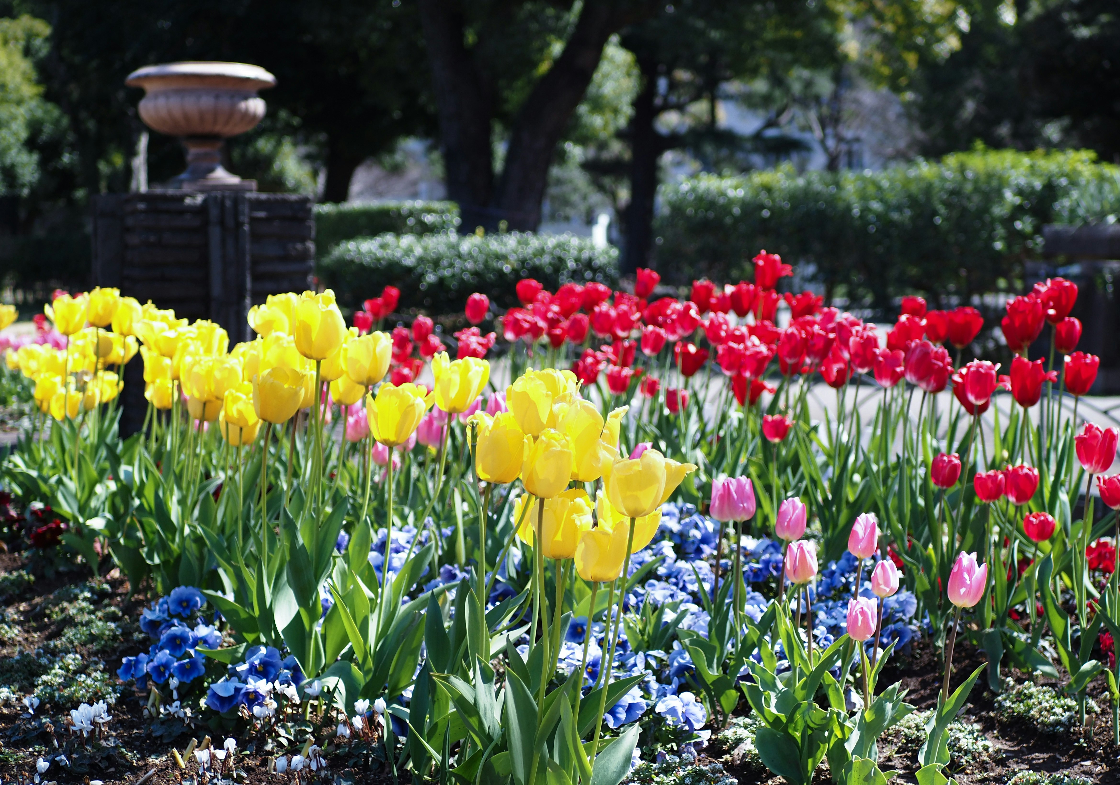 tulips blooming in a flower bed